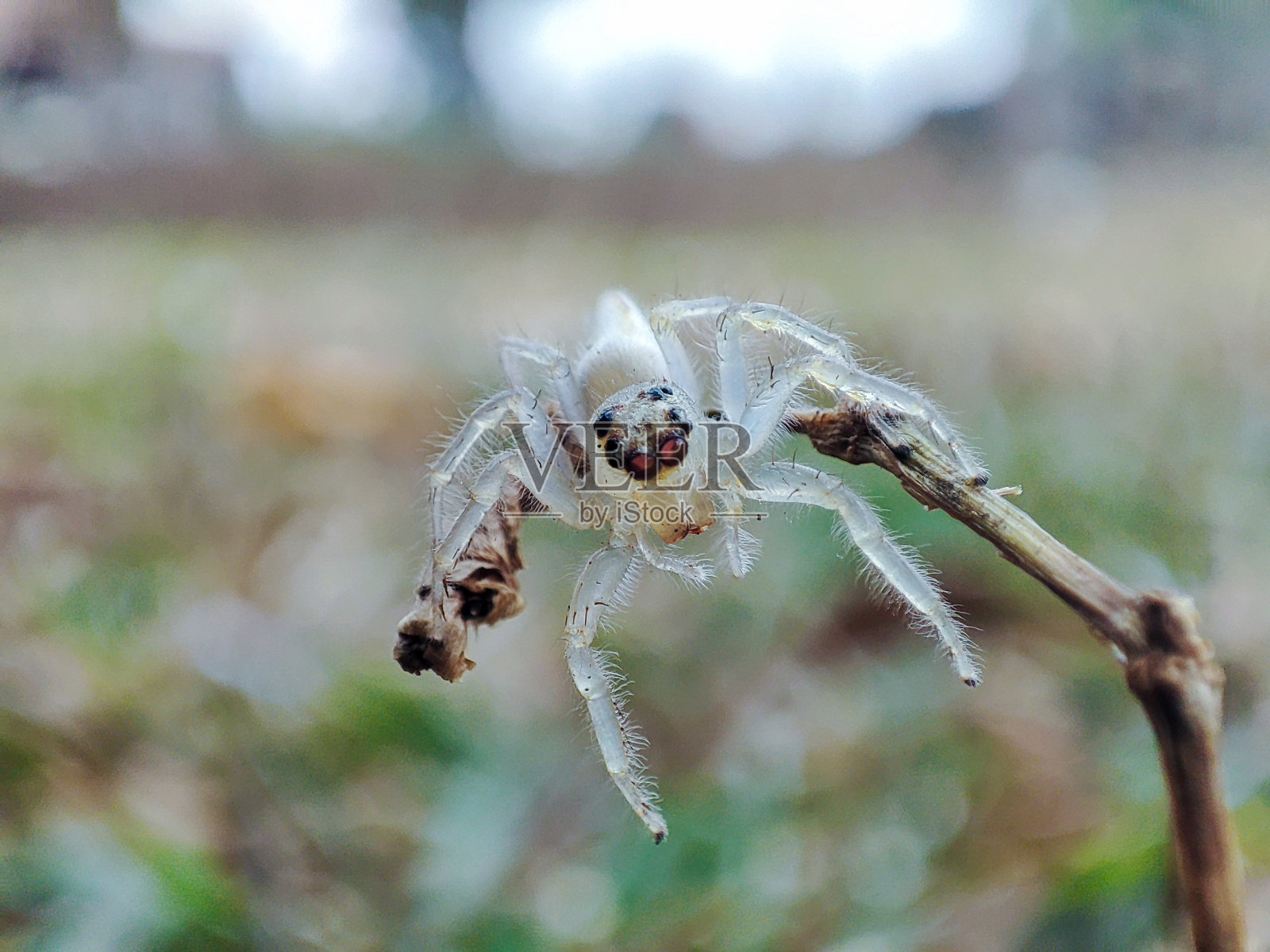 白跳蜘蛛照片摄影图片
