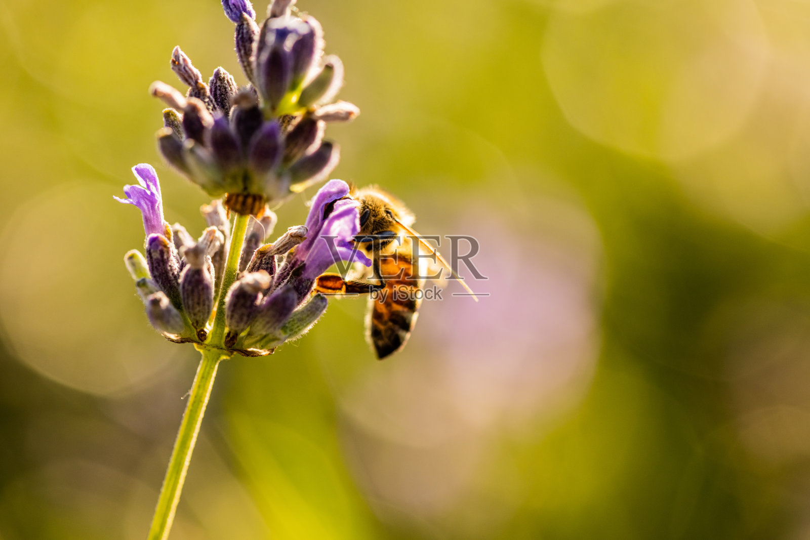 蜜蜂在一朵紫色的花上照片摄影图片
