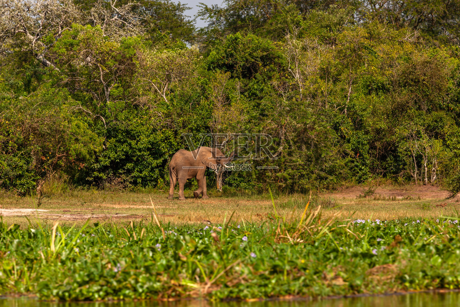 非洲象在森林里吃草照片摄影图片