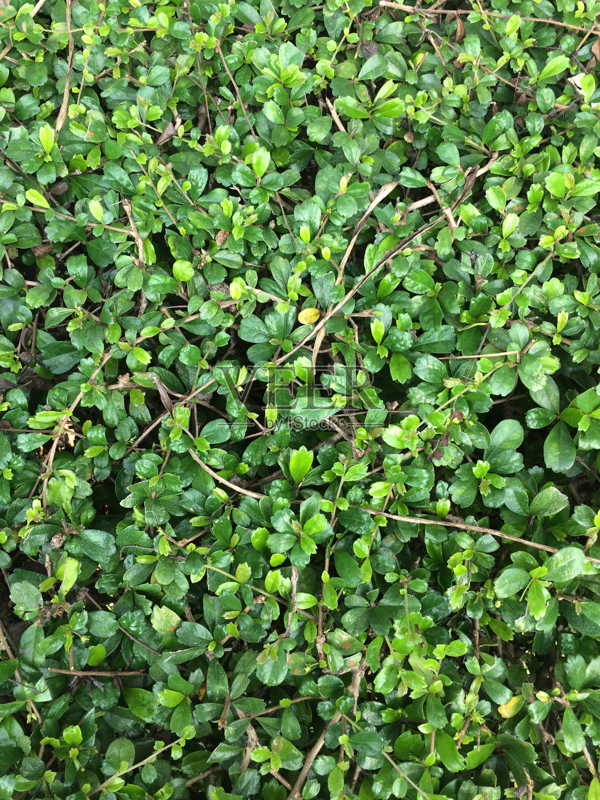 绿树树叶纹理图案背景框架，花园和森林的概念照片摄影图片