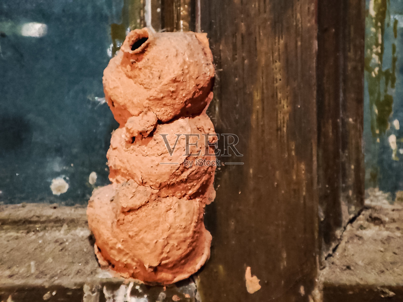 杜鹃胡蜂或翡翠胡蜂巢照片摄影图片