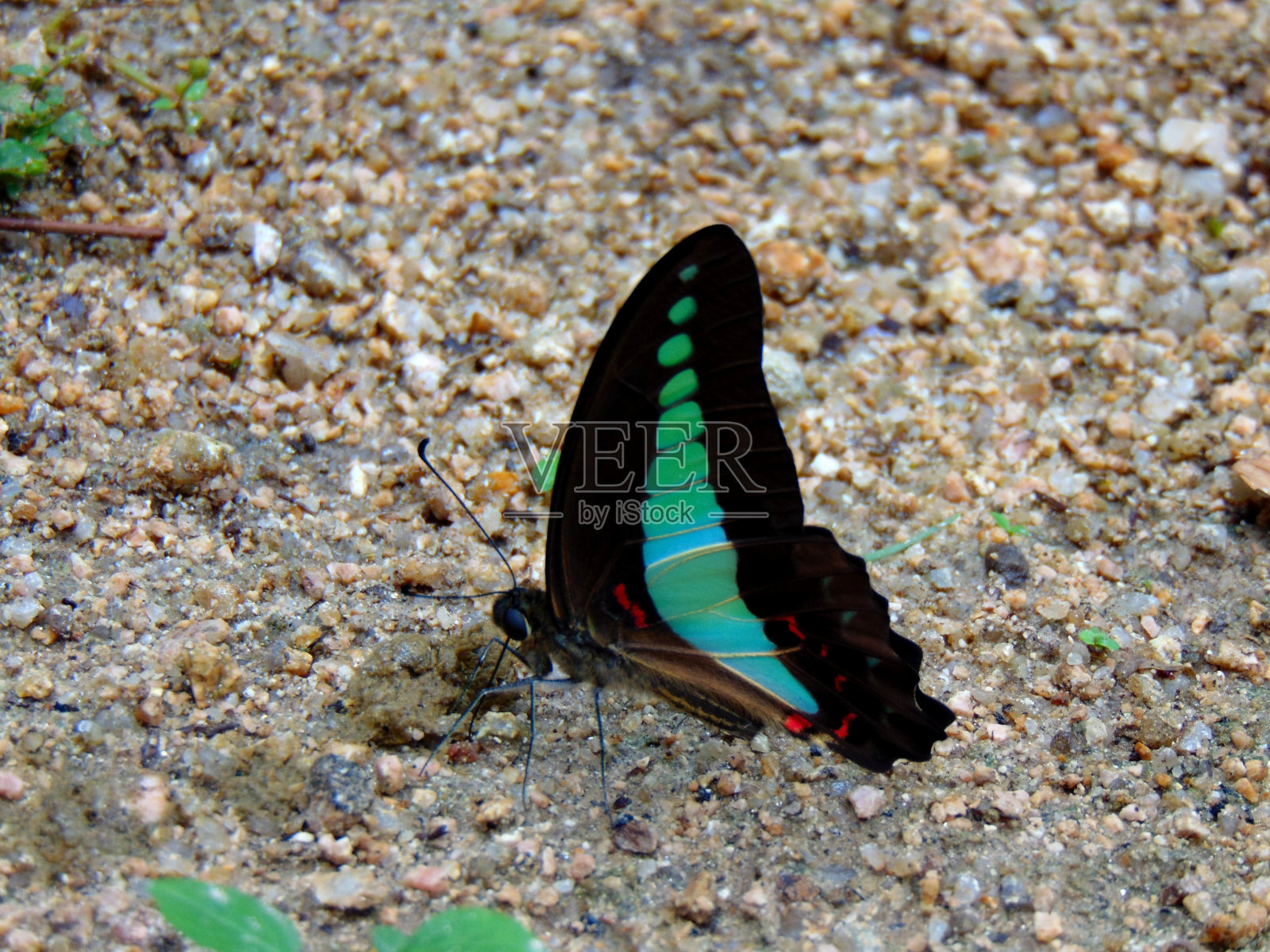 矢车菊蝴蝶照片摄影图片