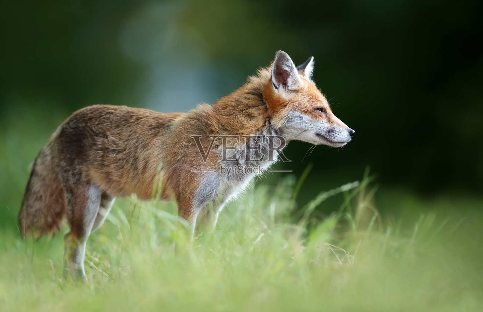 草地上一只赤狐的特写照片摄影图片