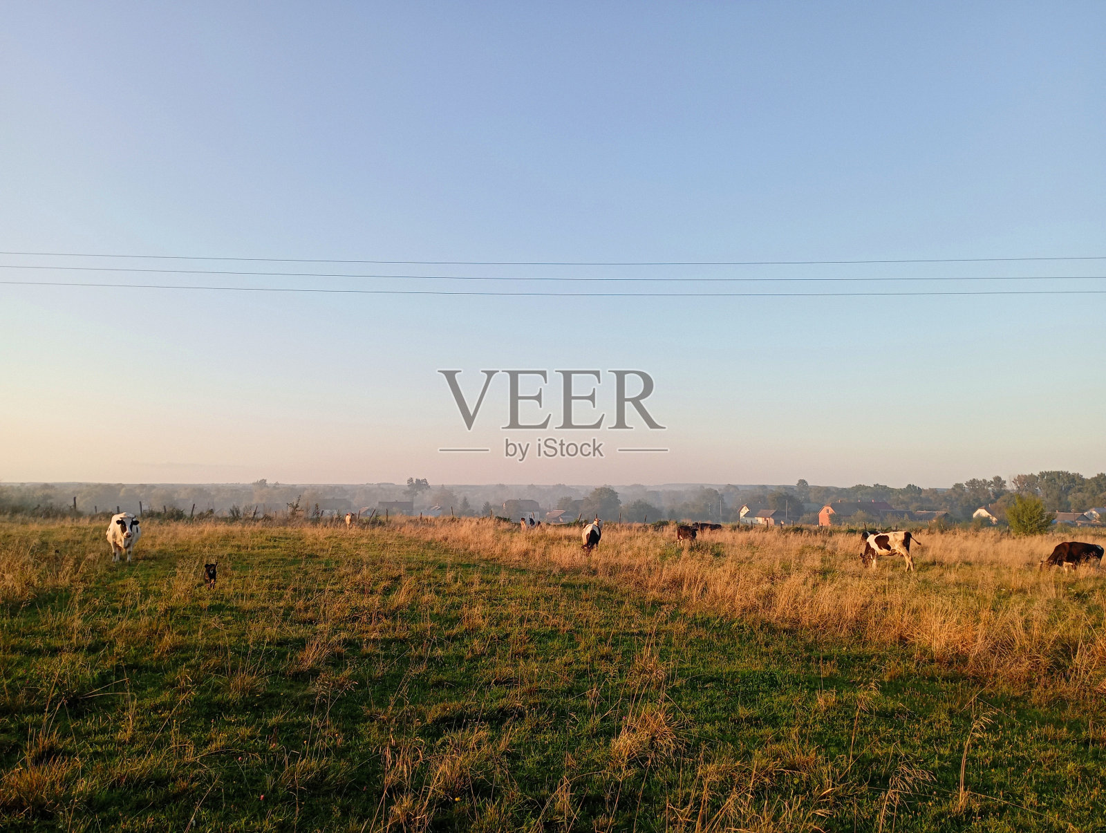 山坡上的牧场，许多奶牛在吃草。森林附近的牧场。照片摄影图片