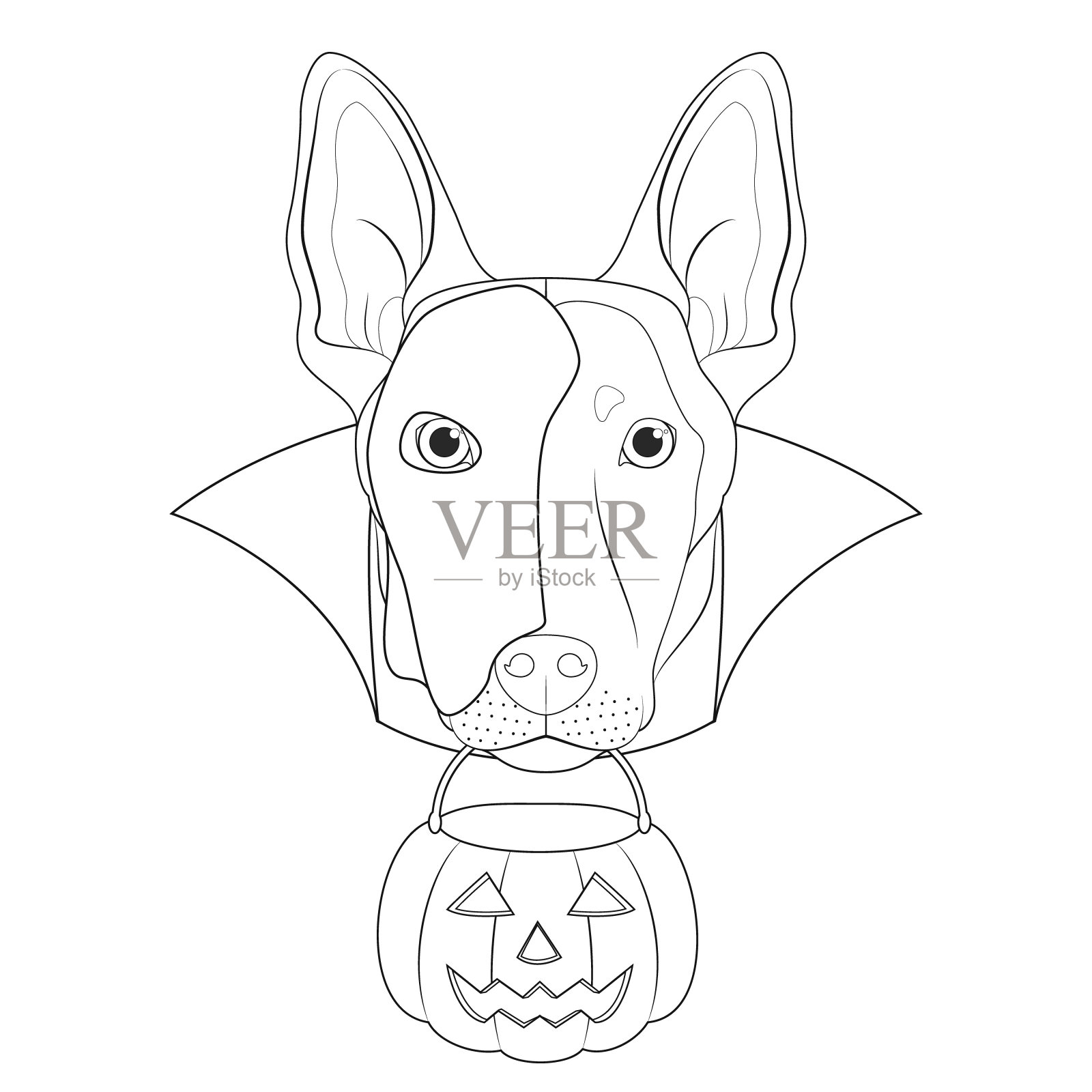 万圣节贺卡的着色。一只比利时牧羊犬，脸上戴着半面具，披着斗篷，嘴里叼着南瓜插画图片素材