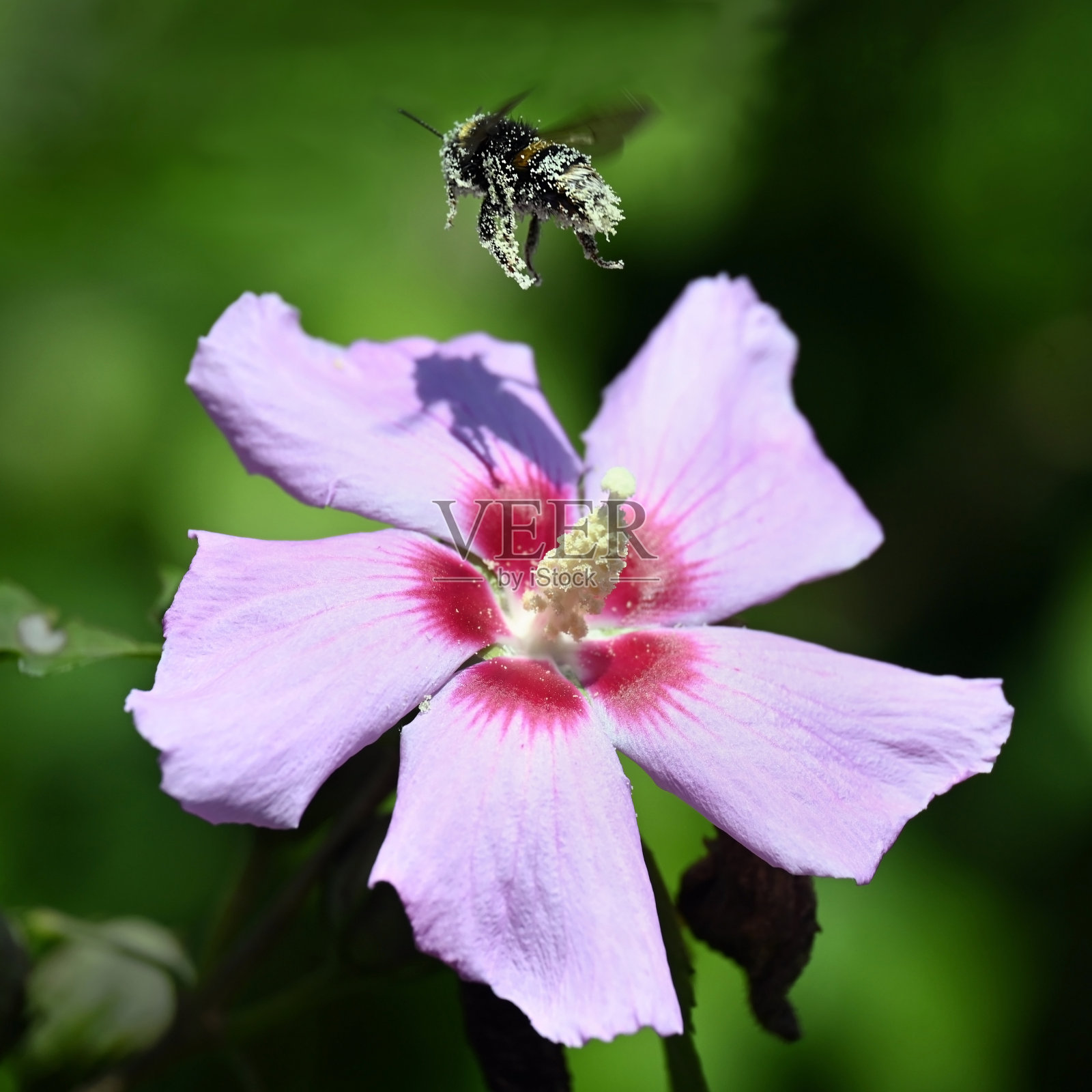 带花粉的蜜蜂照片摄影图片