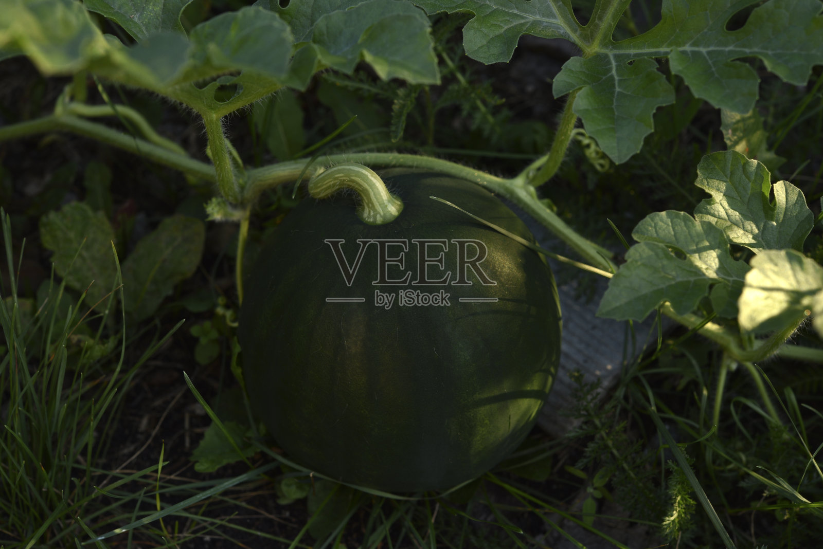 绿色的成熟西瓜在花园里的灌木上。西瓜果实在夏天的雨滴里。照片摄影图片