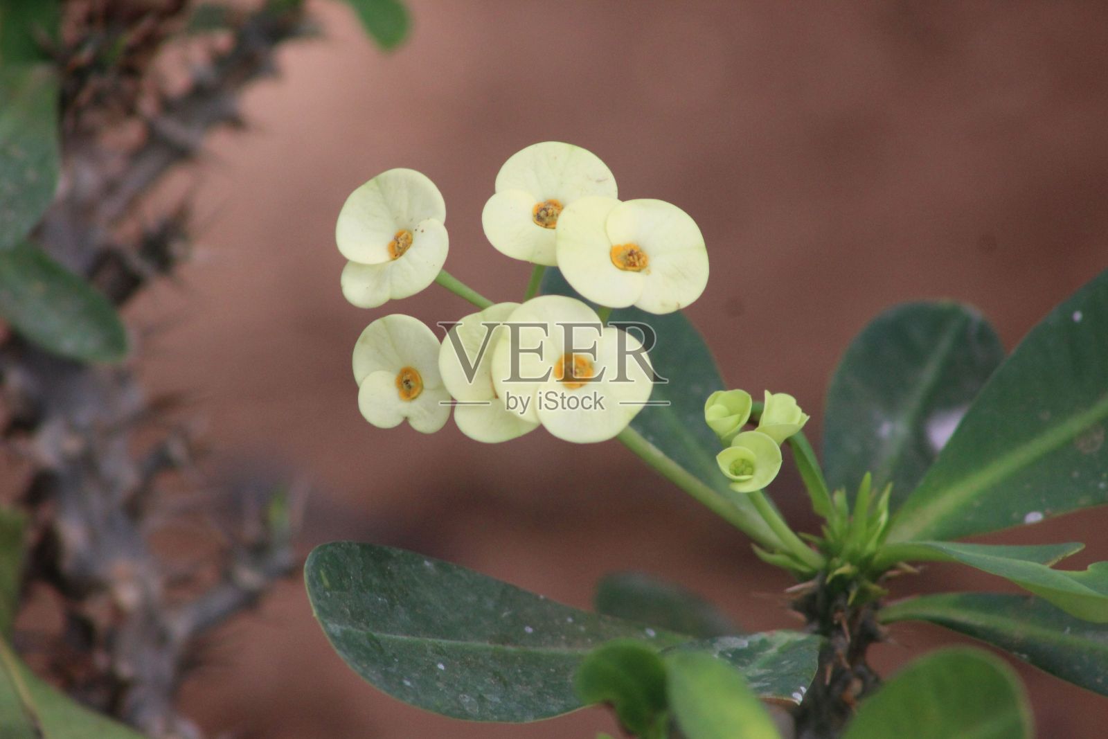 充满活力的大戟英里与郁郁葱葱的绿叶生长出来照片摄影图片