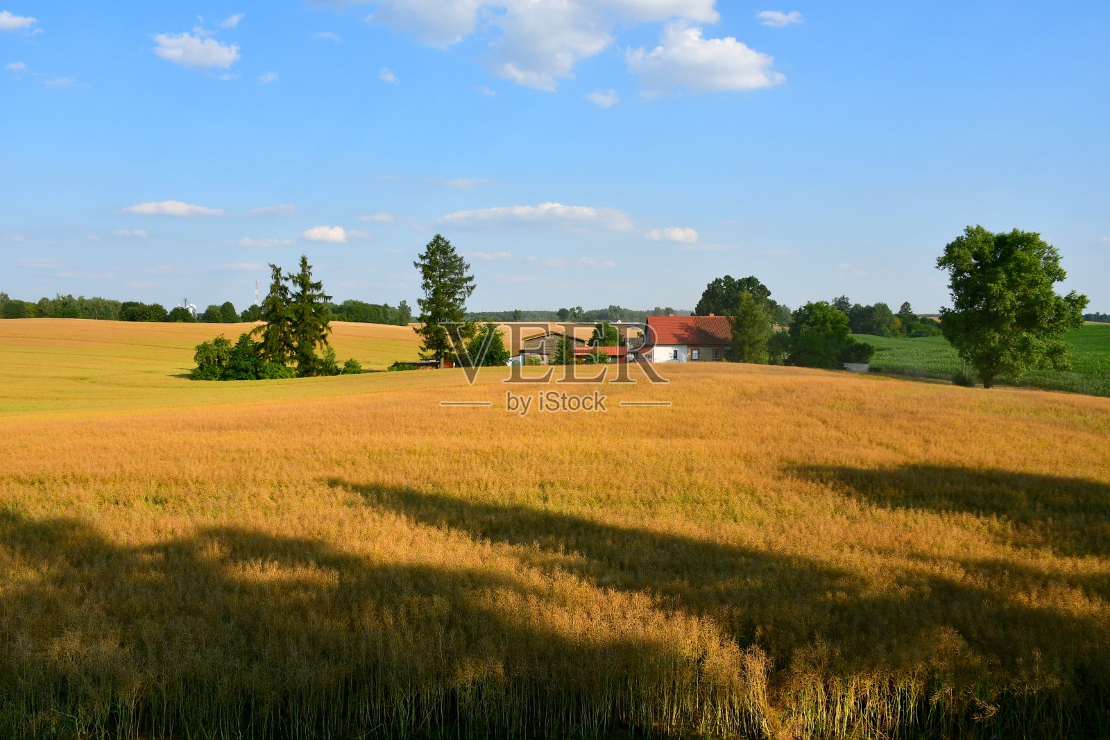 一个阳光明媚的夏日，在波兰乡村徒步旅行时，在一片广阔的牧场或草地旁，一个长满小麦、黑麦和其他作物的田野的特写镜头照片摄影图片