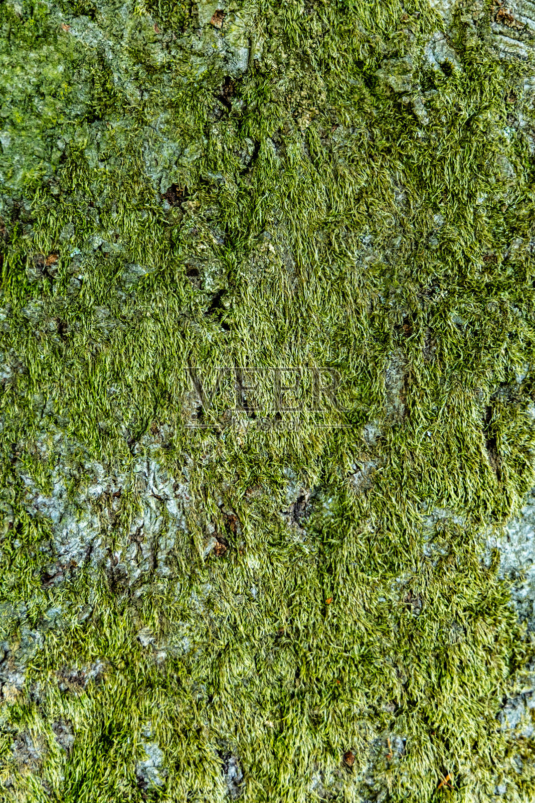 天然青苔背景照片摄影图片