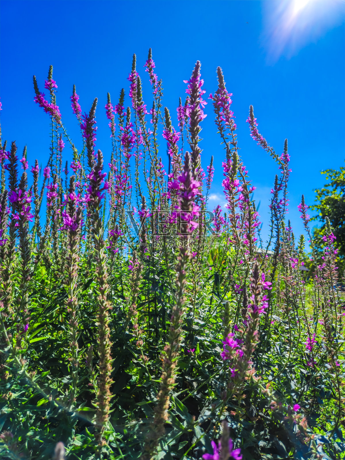 感受大自然的美照片摄影图片