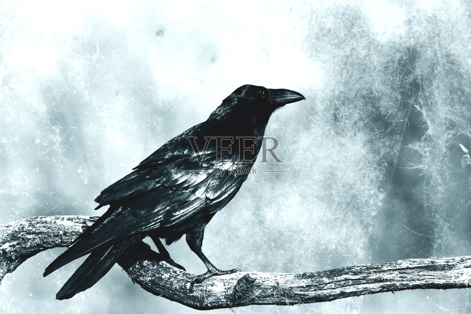 美丽的乌鸦Corvus corax北波兰欧洲，飞行的鸟，黑暗的过滤器-万圣节照片摄影图片