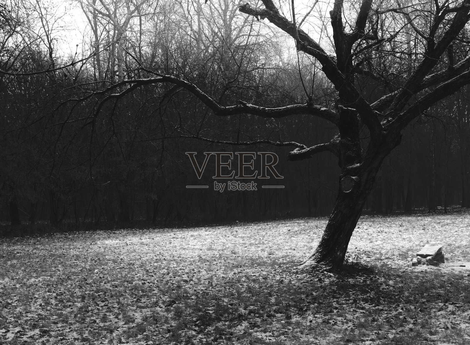 黑暗幻想冬季森林，恐怖林地照片摄影图片