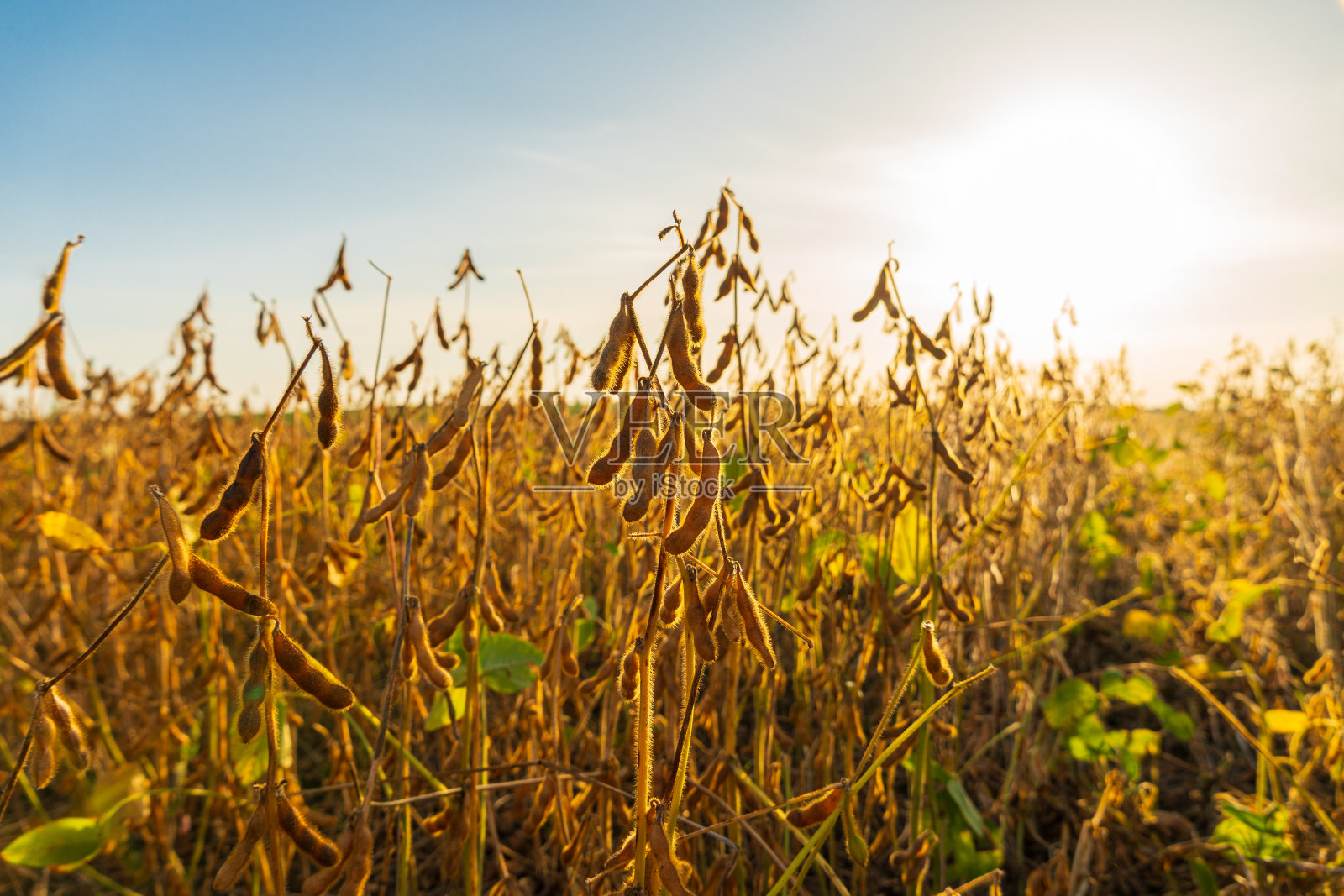 田地里的大豆植株特写。收获大豆。茎上有大量的豆荚照片摄影图片