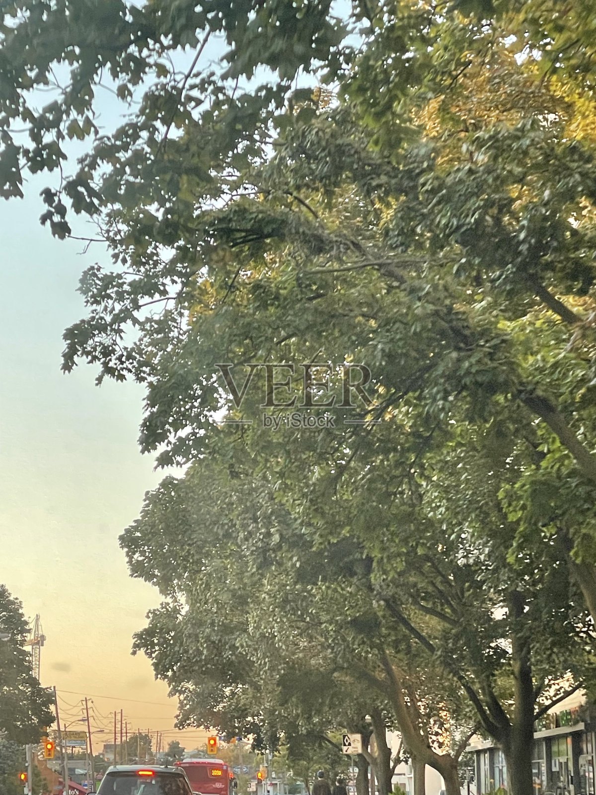 树照片摄影图片