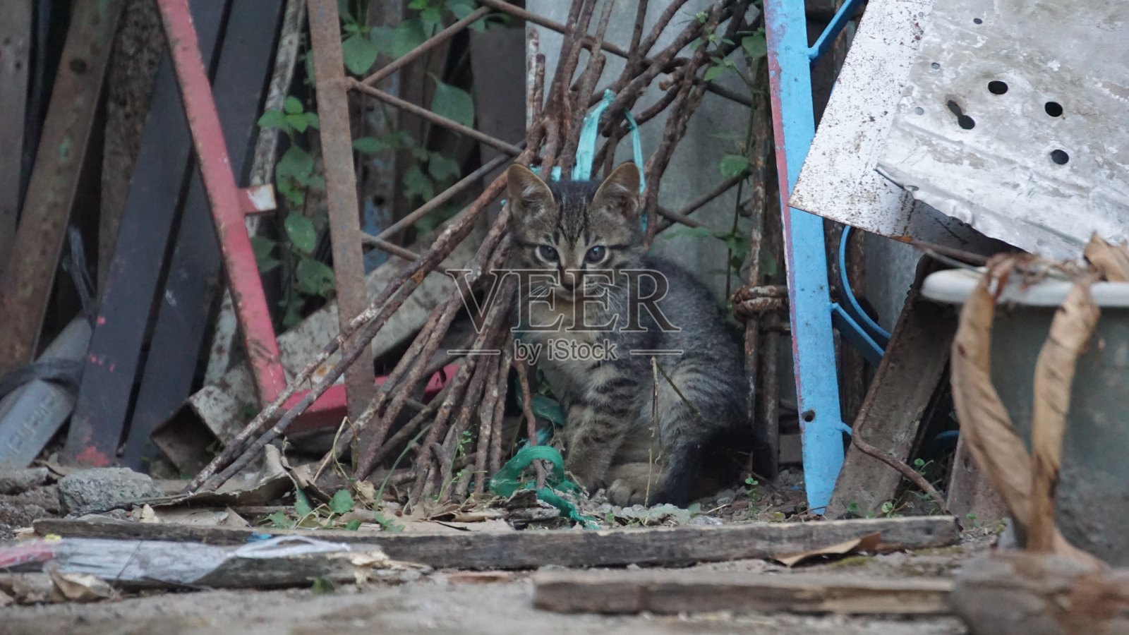 后院可爱的小猫照片摄影图片