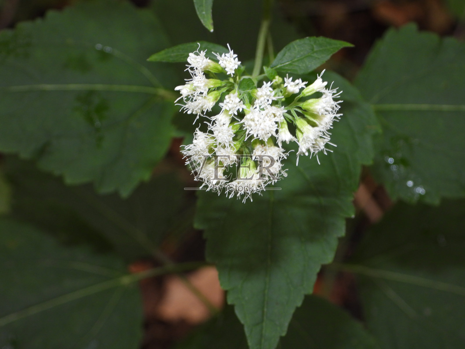 白蛇根(Ageratina altissima)原产于北美林地的野花照片摄影图片