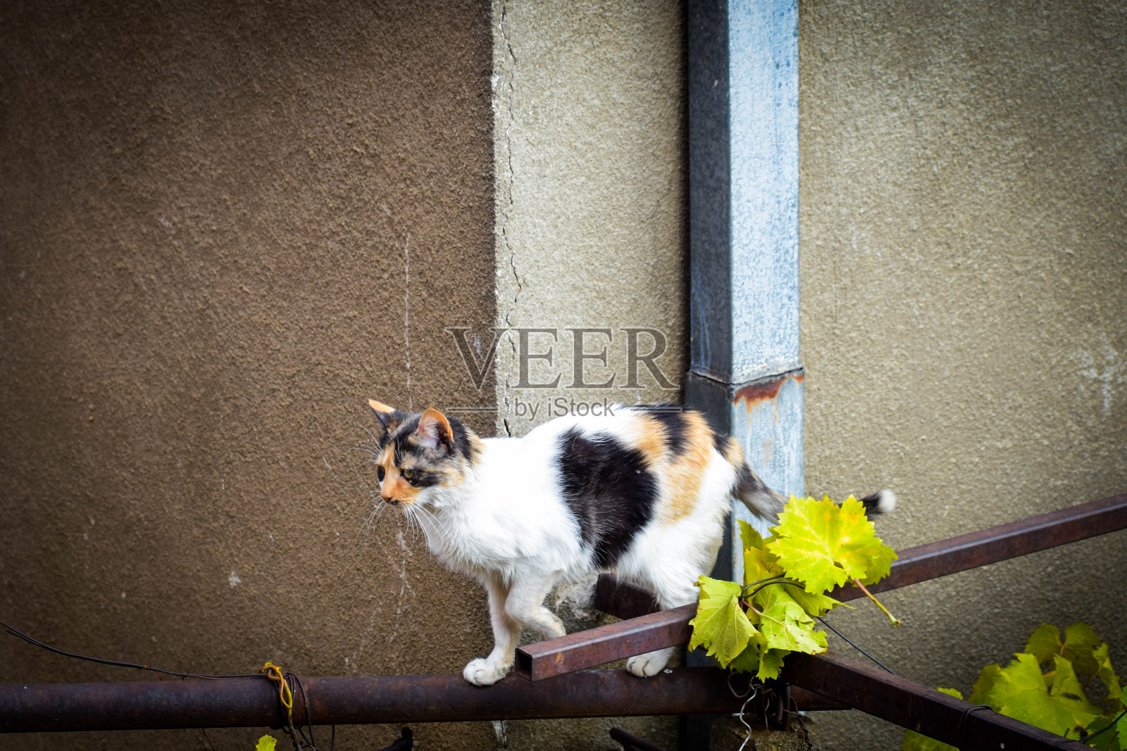 秋天的猫，马其顿维尼察照片摄影图片