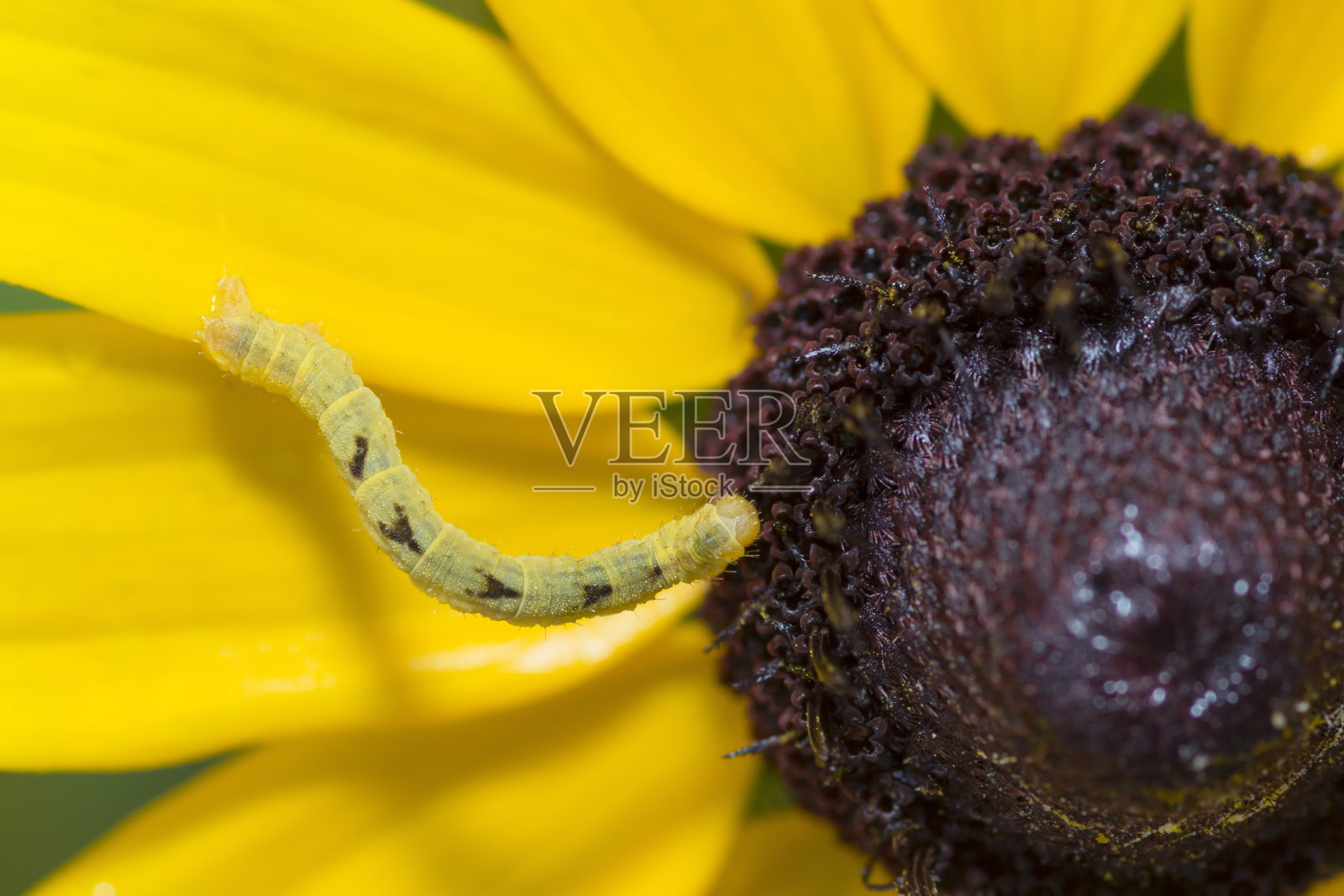 一朵花上常见的小蠹蛾毛虫照片摄影图片