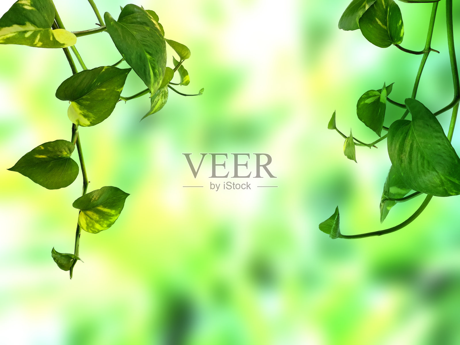 美丽清新的背景。绿色植物模糊的背景。绿叶或绿叶背景。绿树或绿色植物背景照片摄影图片