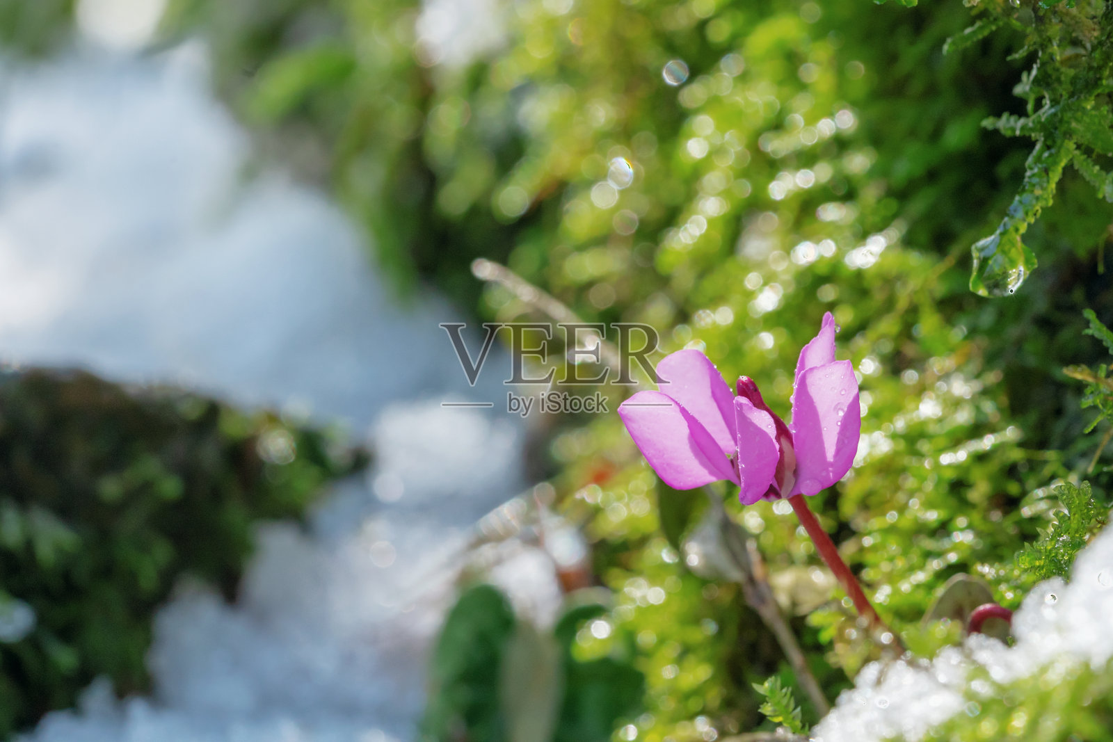 阳光照耀下的雪花莲花在春天的黄杨林中。照片摄影图片