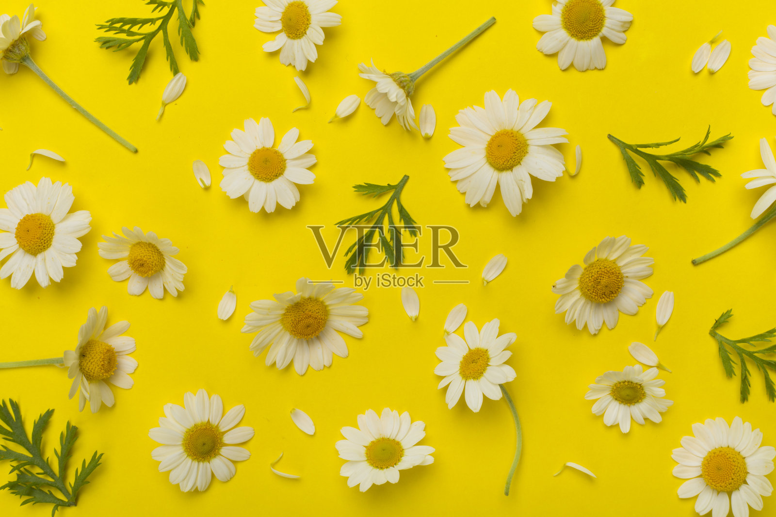 平躺与洋甘菊花彩色背景，俯视图照片摄影图片