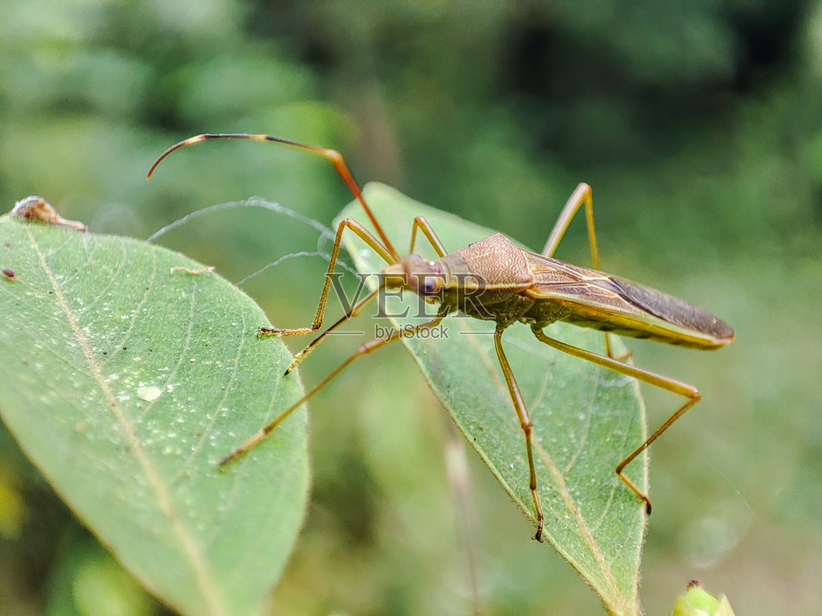 臭虫照片摄影图片