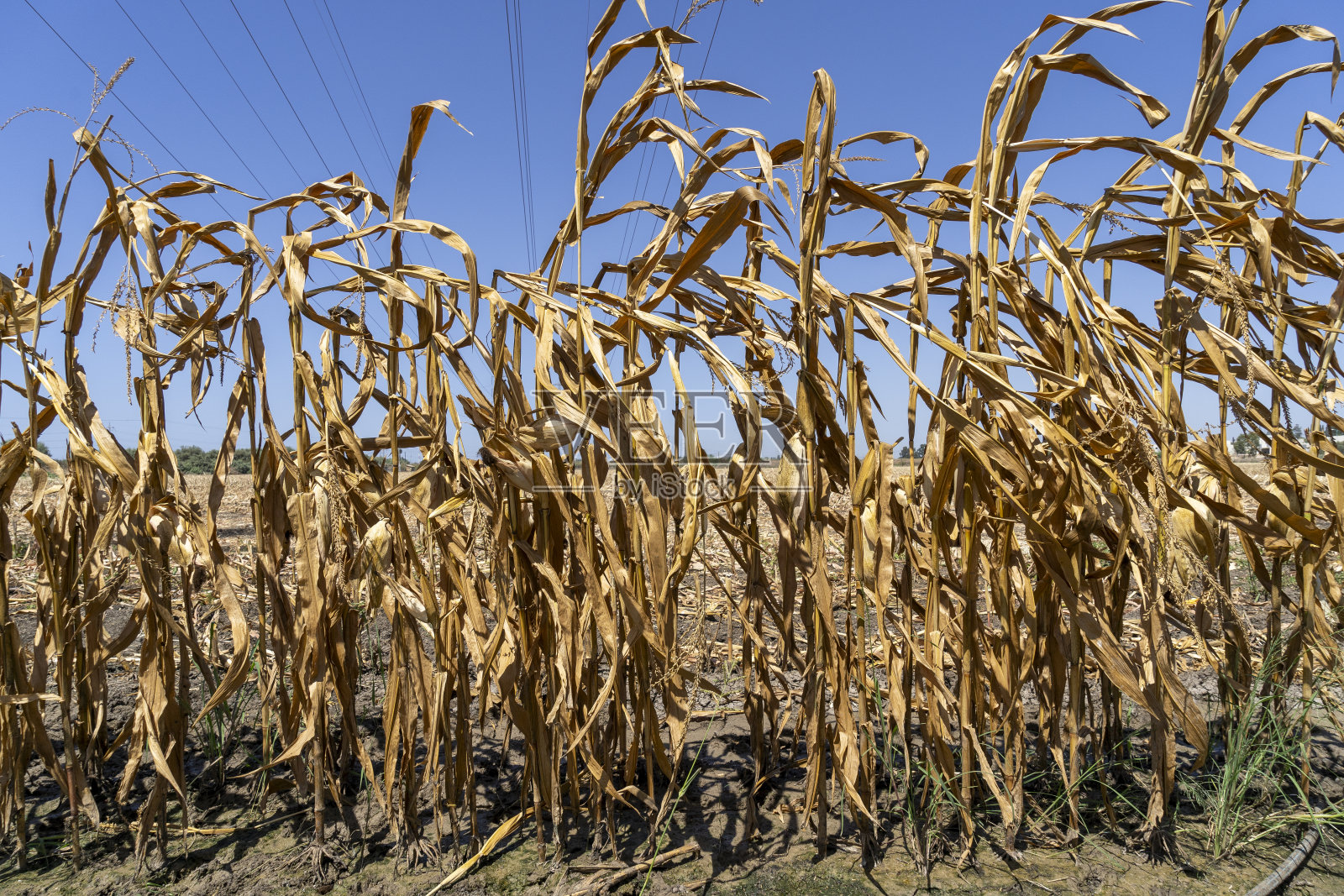 因缺乏灌溉而干旱的玉米地照片摄影图片