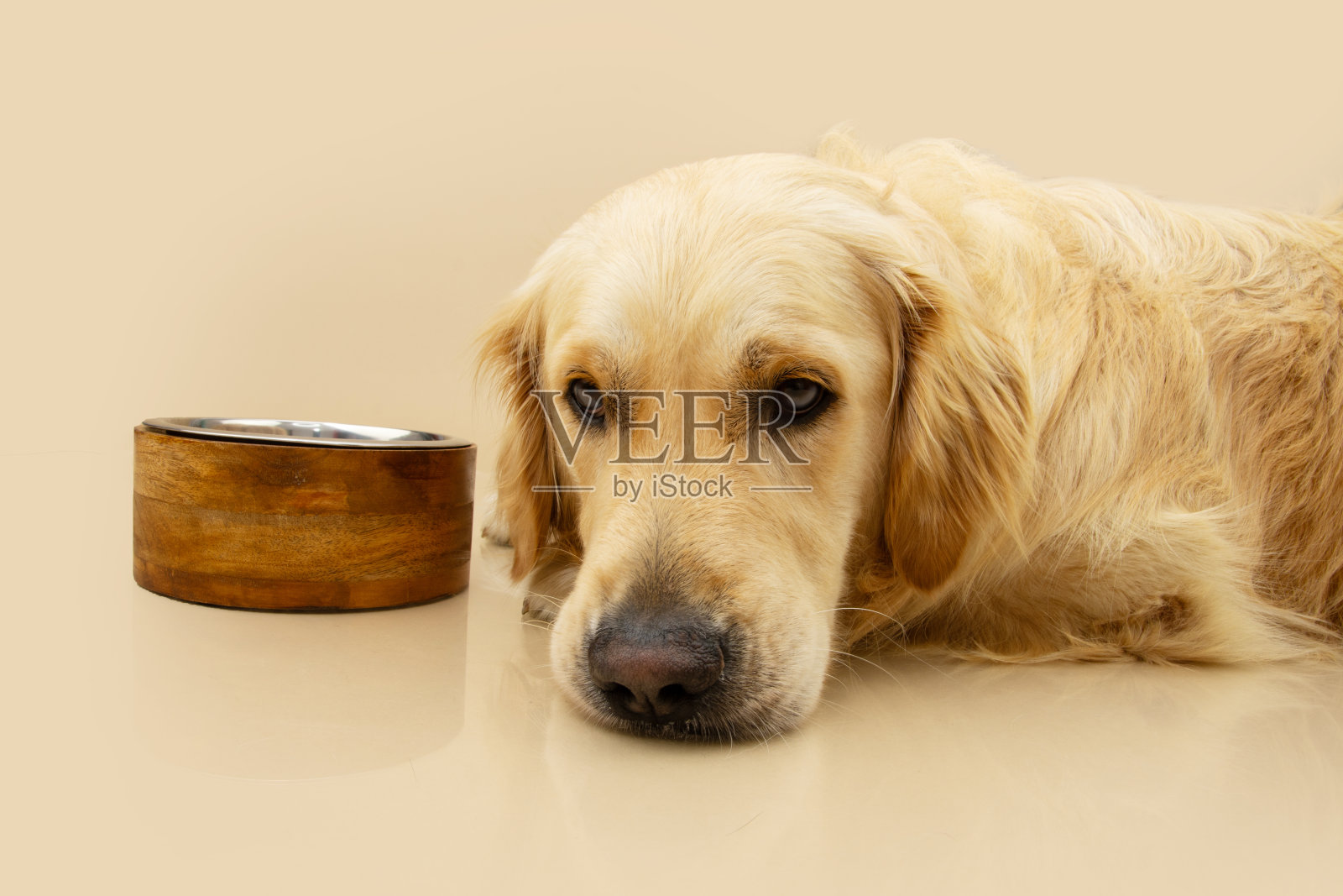 悲伤的拉布拉多猎犬，带着病态的表情，脸挨着一个空的或满的碗。米色背景孤立照片摄影图片