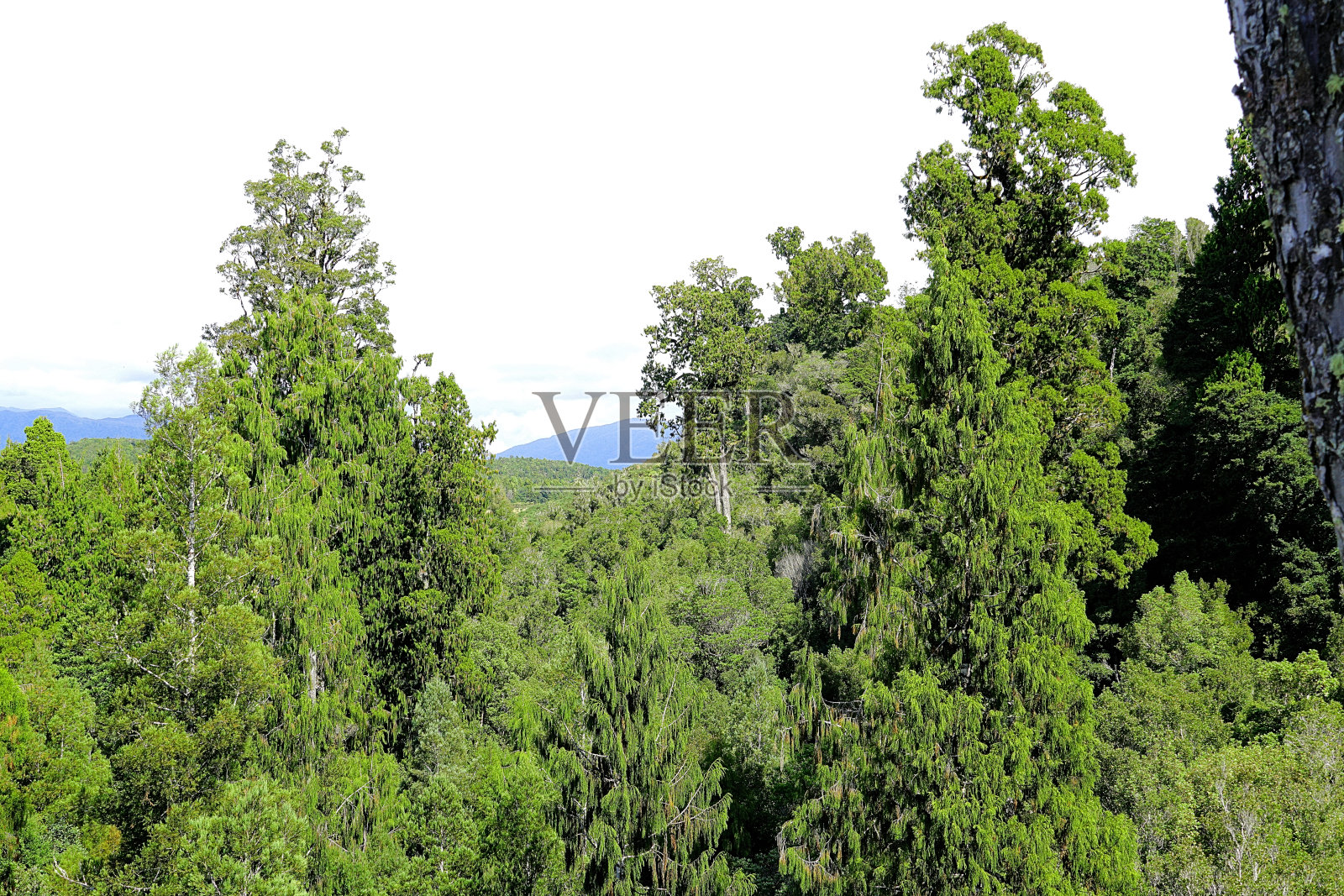 新西兰南岛照片摄影图片