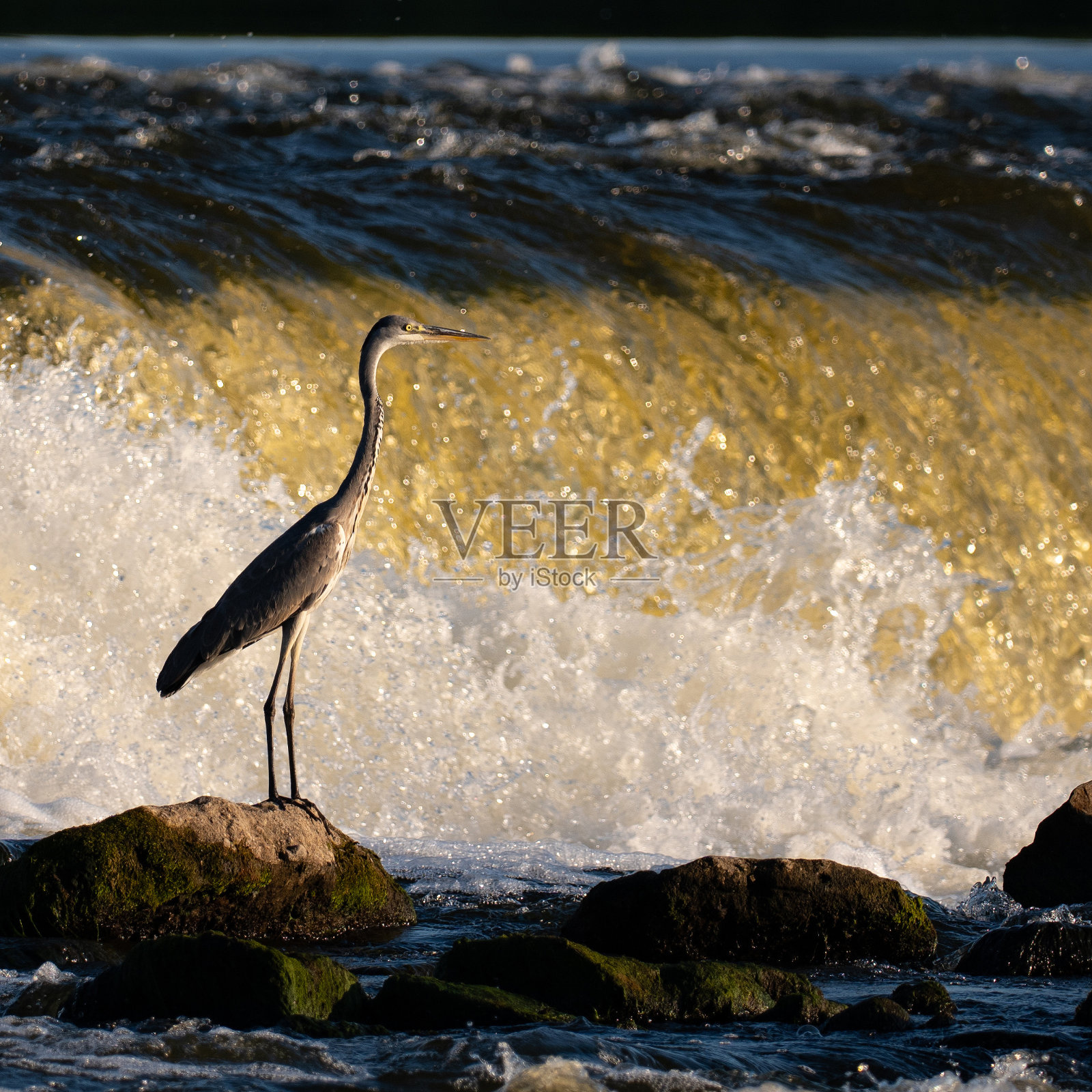 瀑布背景下的灰色苍鹭照片摄影图片