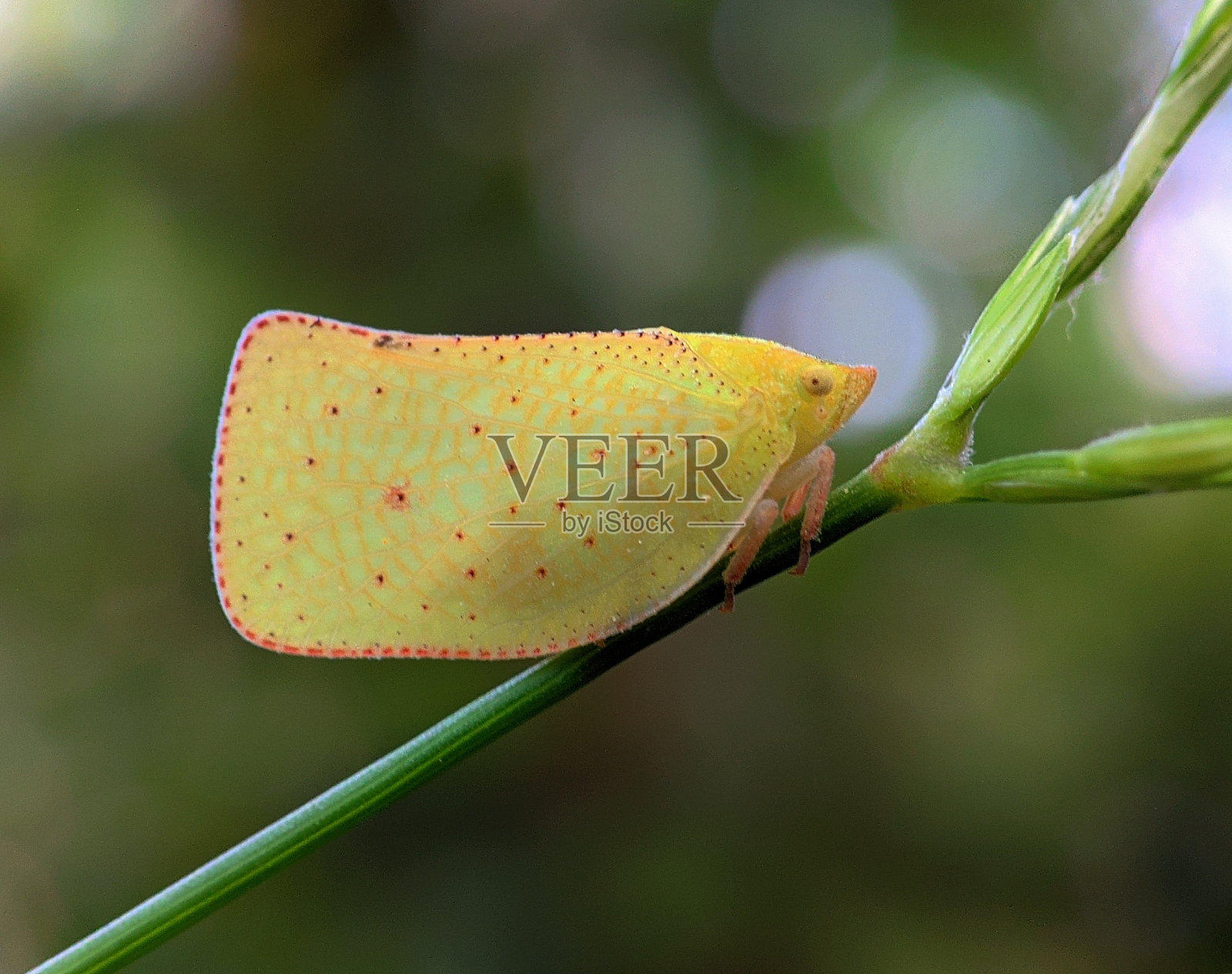 黄灰飞虱照片摄影图片