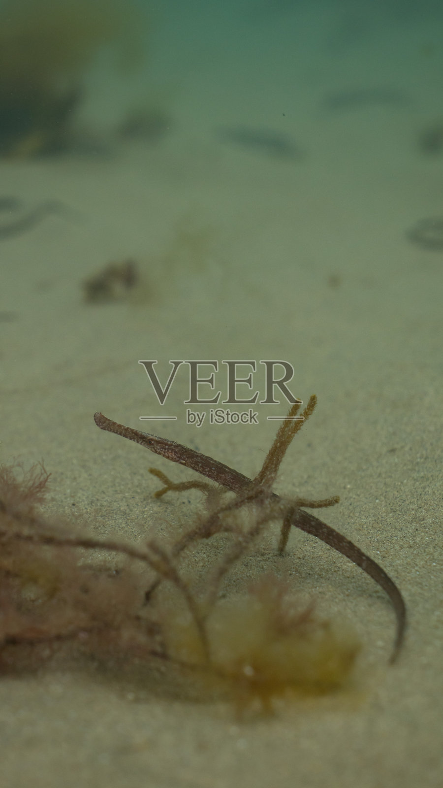 藏在水藻中的阔鼻管鱼照片摄影图片