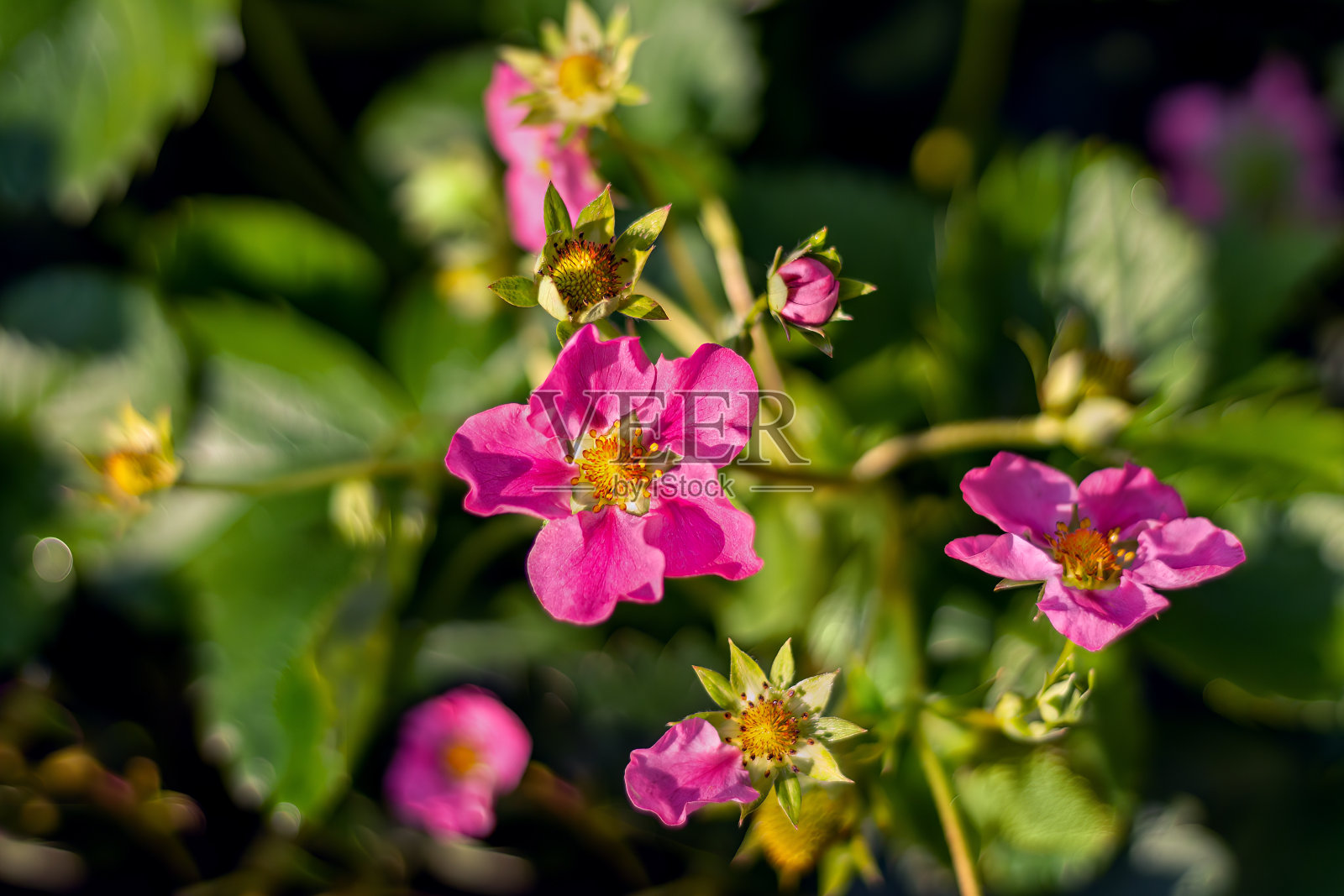草莓盛开着美丽的粉红色花朵照片摄影图片