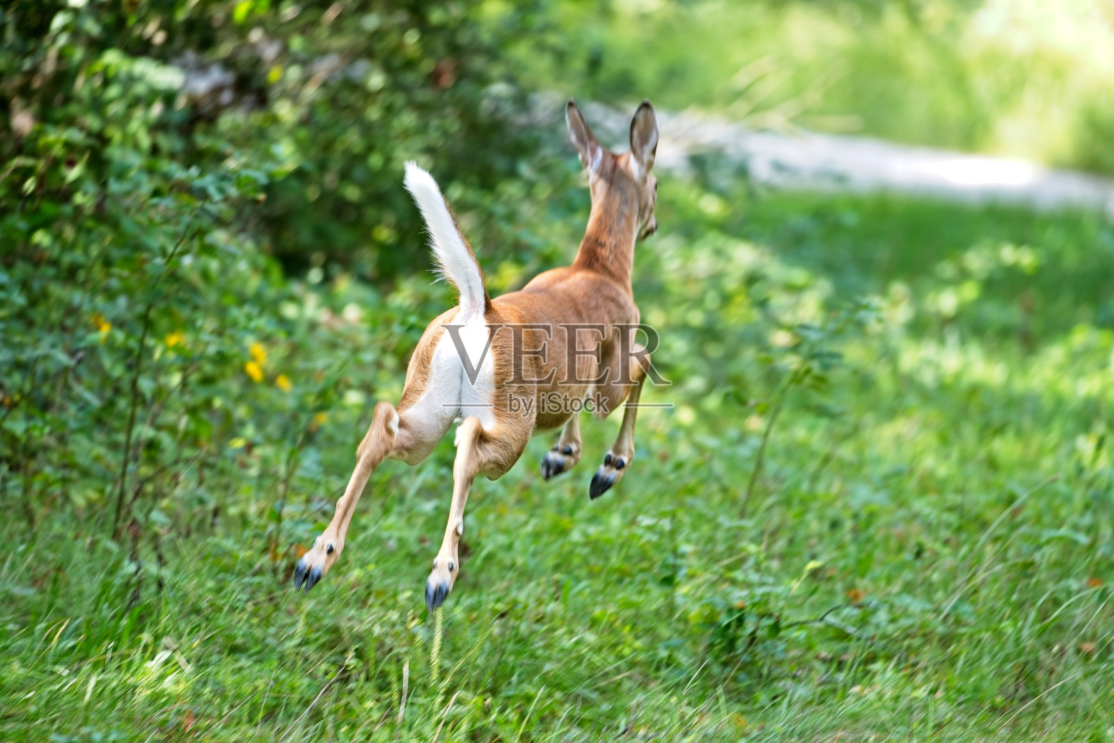 白尾鹿20230909_ALX_6858照片摄影图片