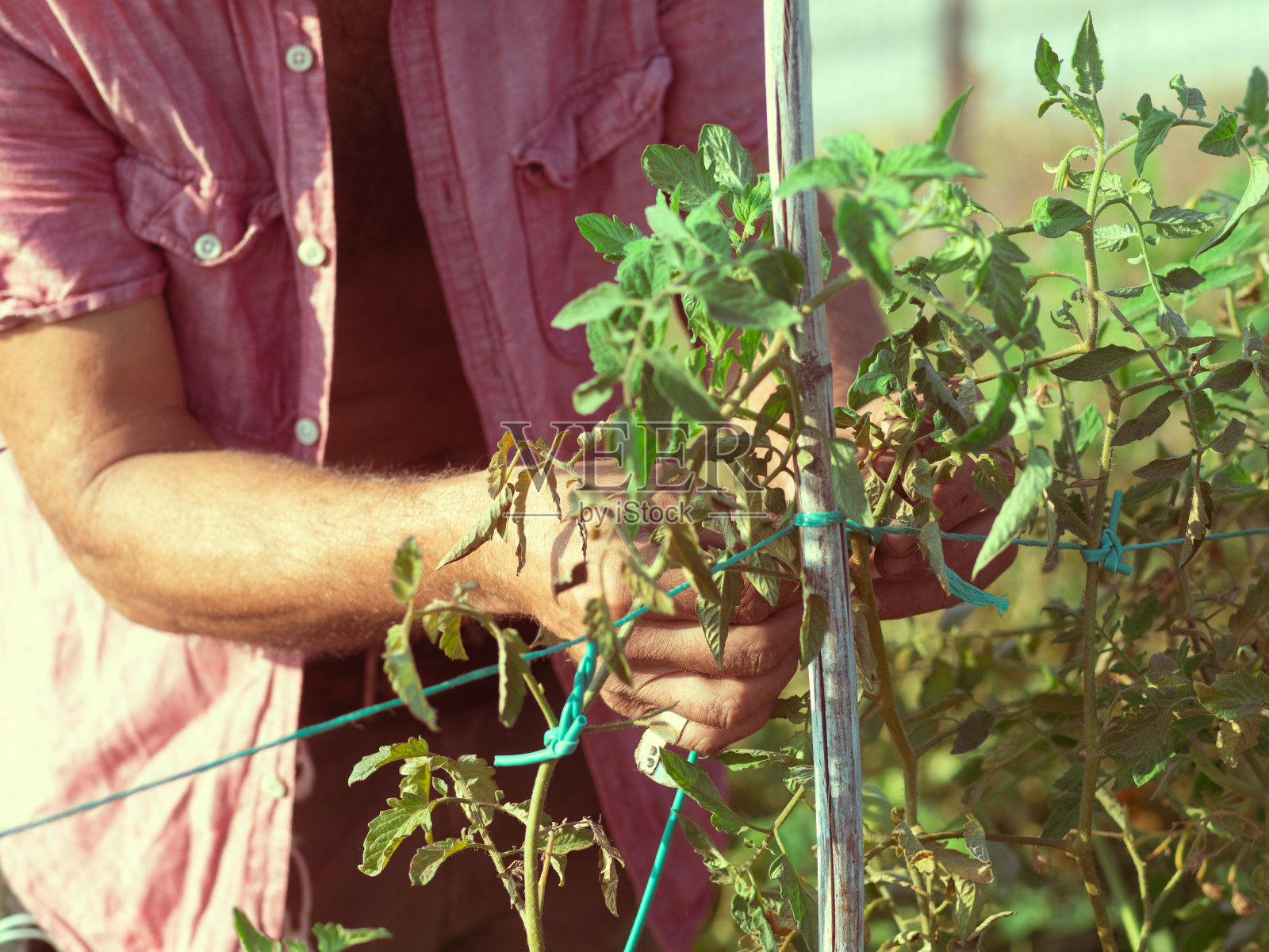 成年农民模型用线在菜园里捆绑有机番茄植株。照片摄影图片