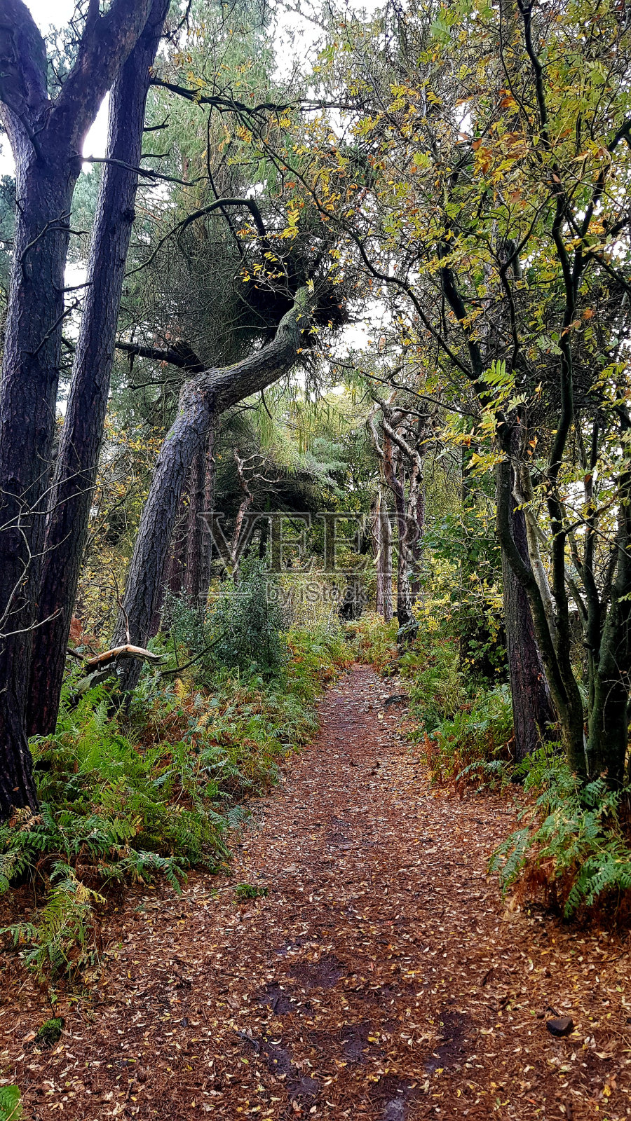 秋天的路径照片摄影图片