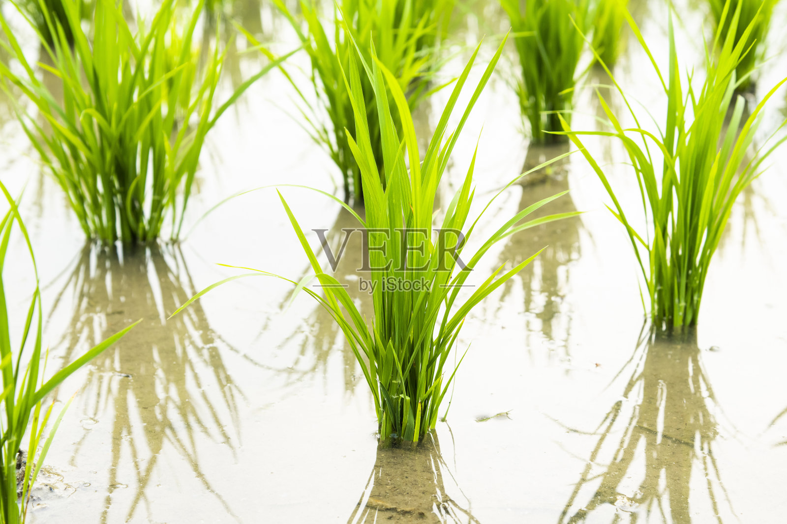 在农场里生长的水稻幼苗。照片摄影图片