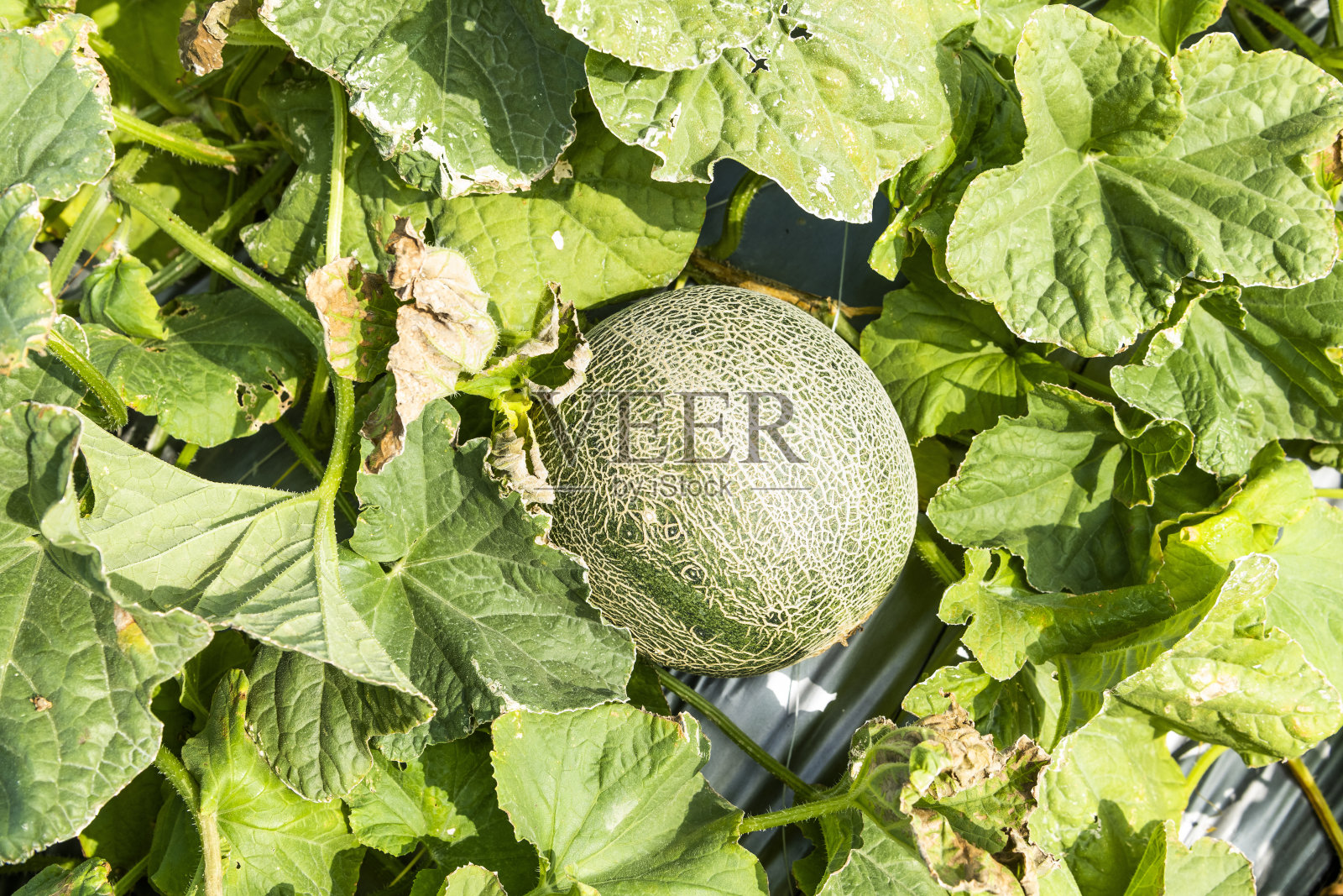 夏天田野上的哈密瓜照片摄影图片