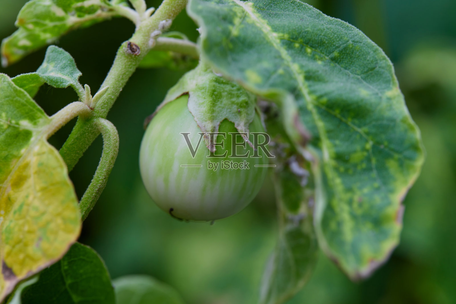 菜园里的新鲜茄子照片摄影图片