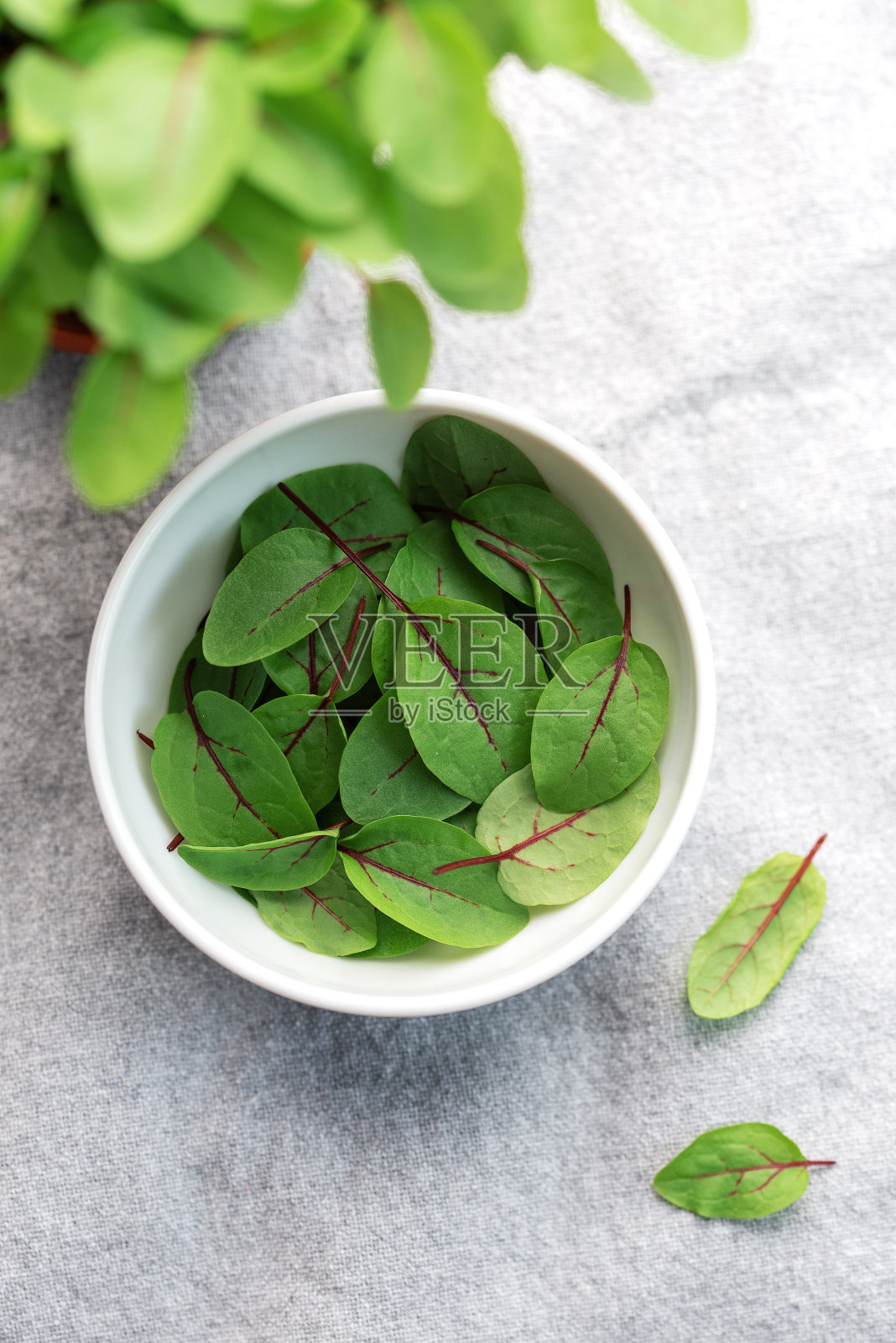 新鲜的小芥菜照片摄影图片