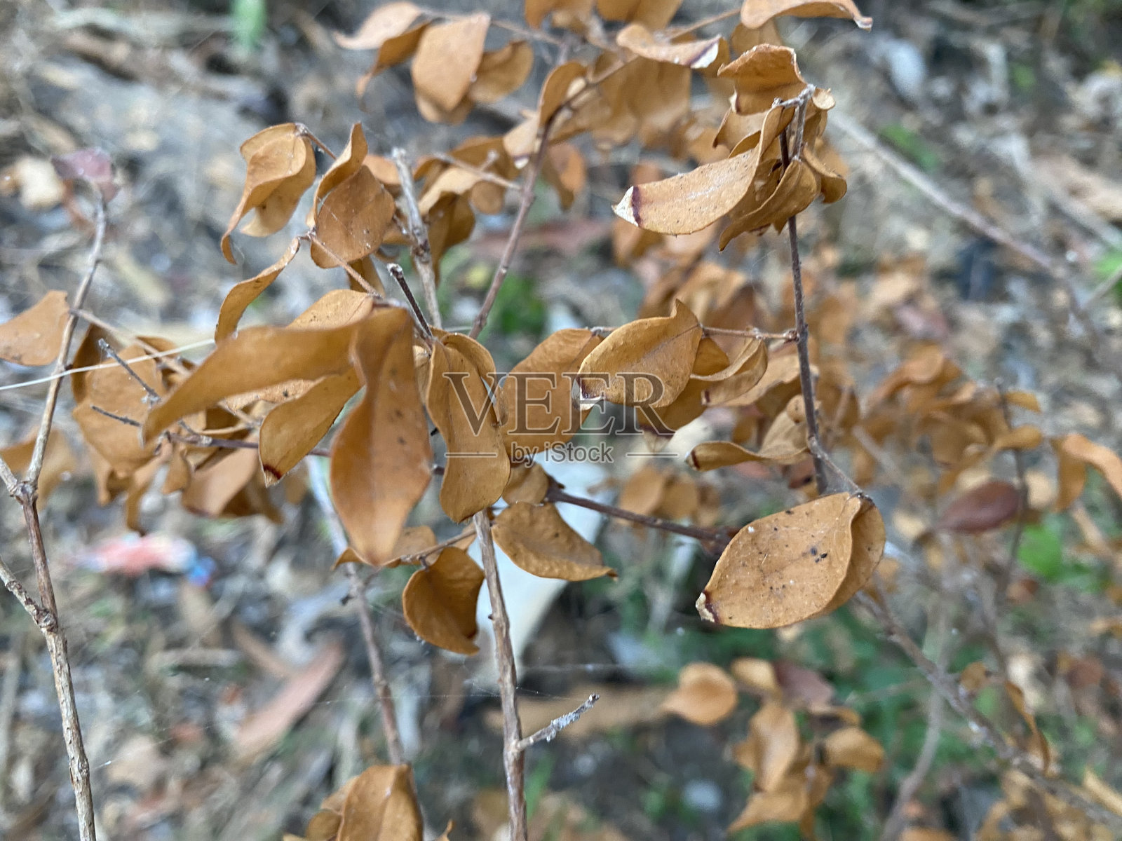 树上的干叶子照片摄影图片