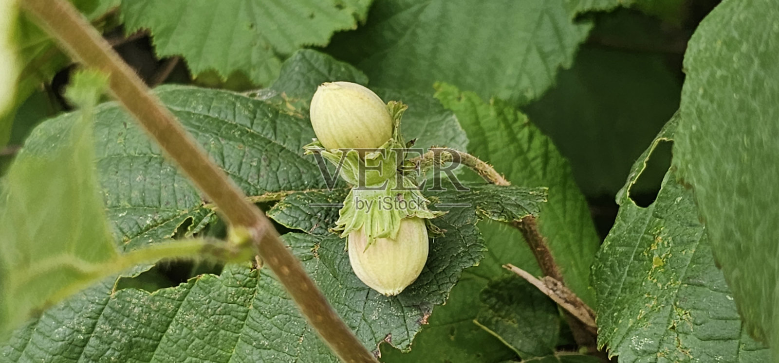 榛子树一种有许多榛子果实的榛子树(榛子树)照片摄影图片