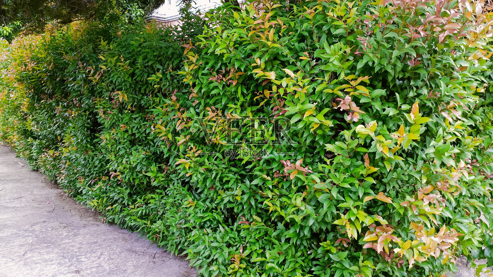 种植观赏植物，美化环境照片摄影图片