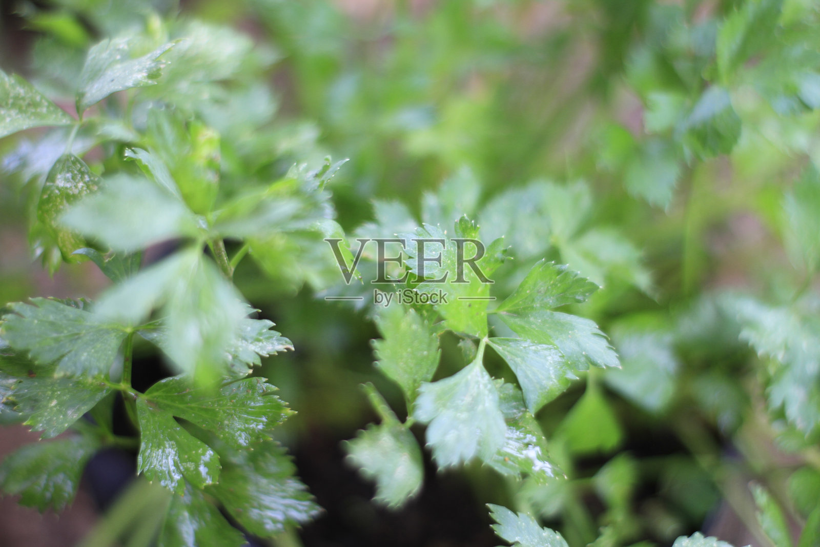 欧芹生长在花园里。粮食植物格局。青菜，叶子，调味料。园艺、收获。照片摄影图片