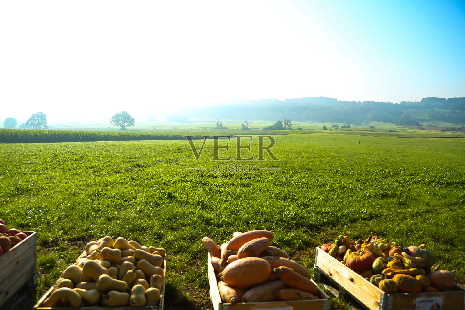 南瓜在田野的背景山，秋天的时候照片摄影图片
