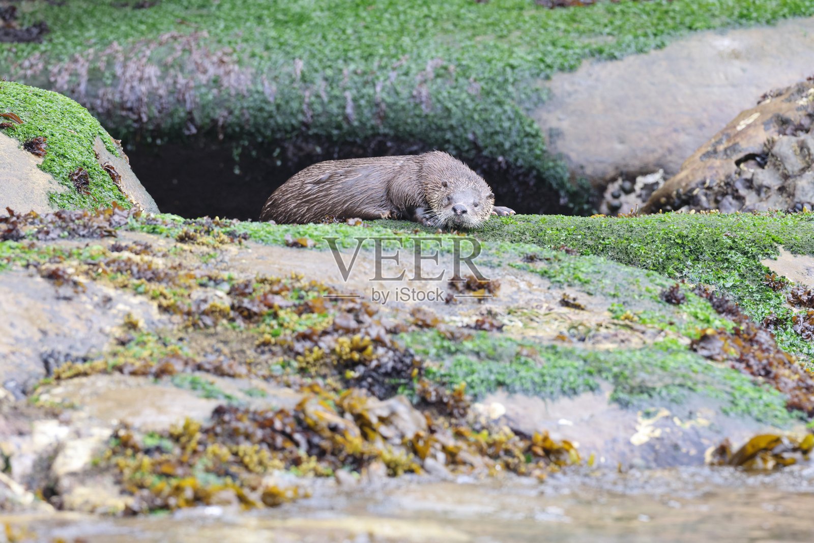 欧亚水獭，加拿大不列颠哥伦比亚省温哥华岛照片摄影图片