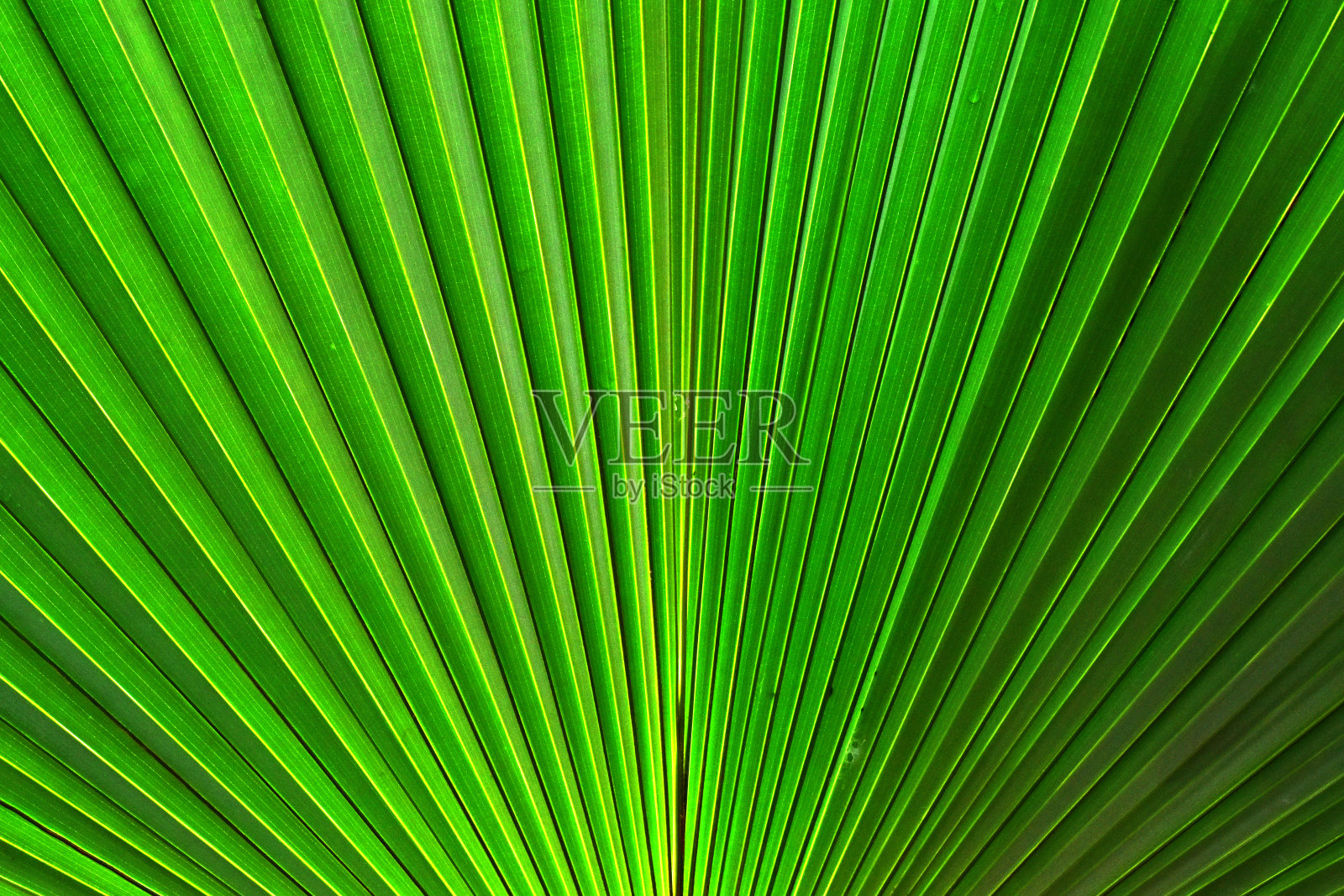 棕叶图案，深绿色背景照片摄影图片