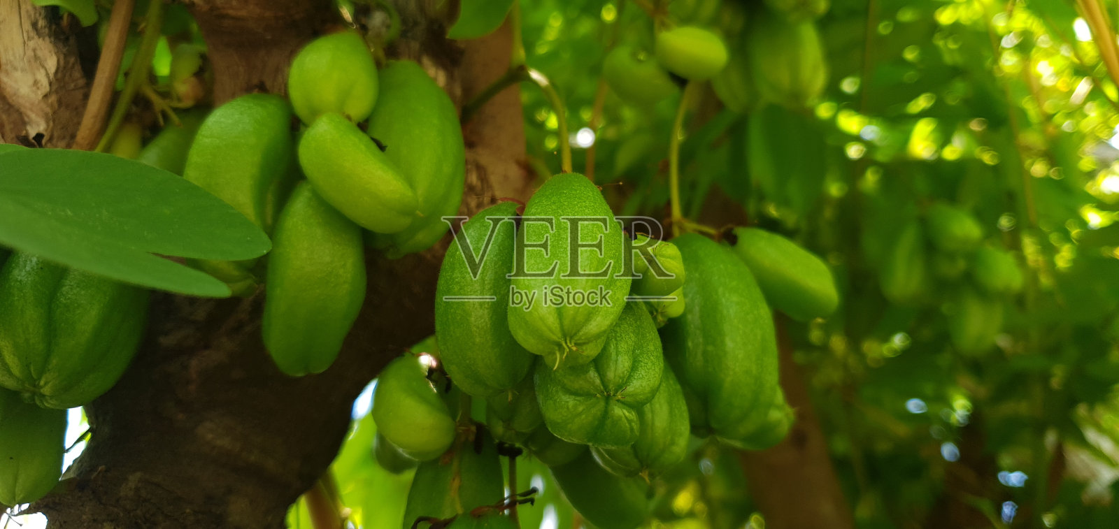 杨桃照片摄影图片