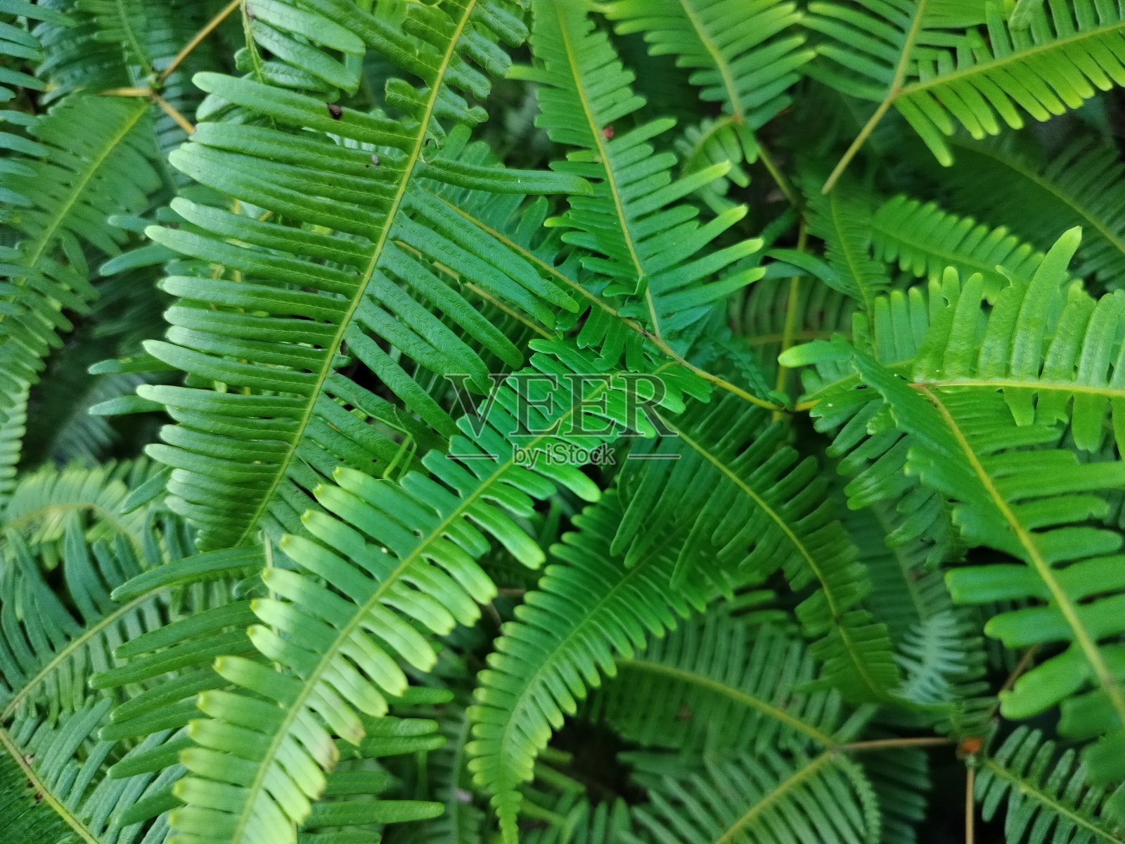 绿叶，自然为背景照片摄影图片